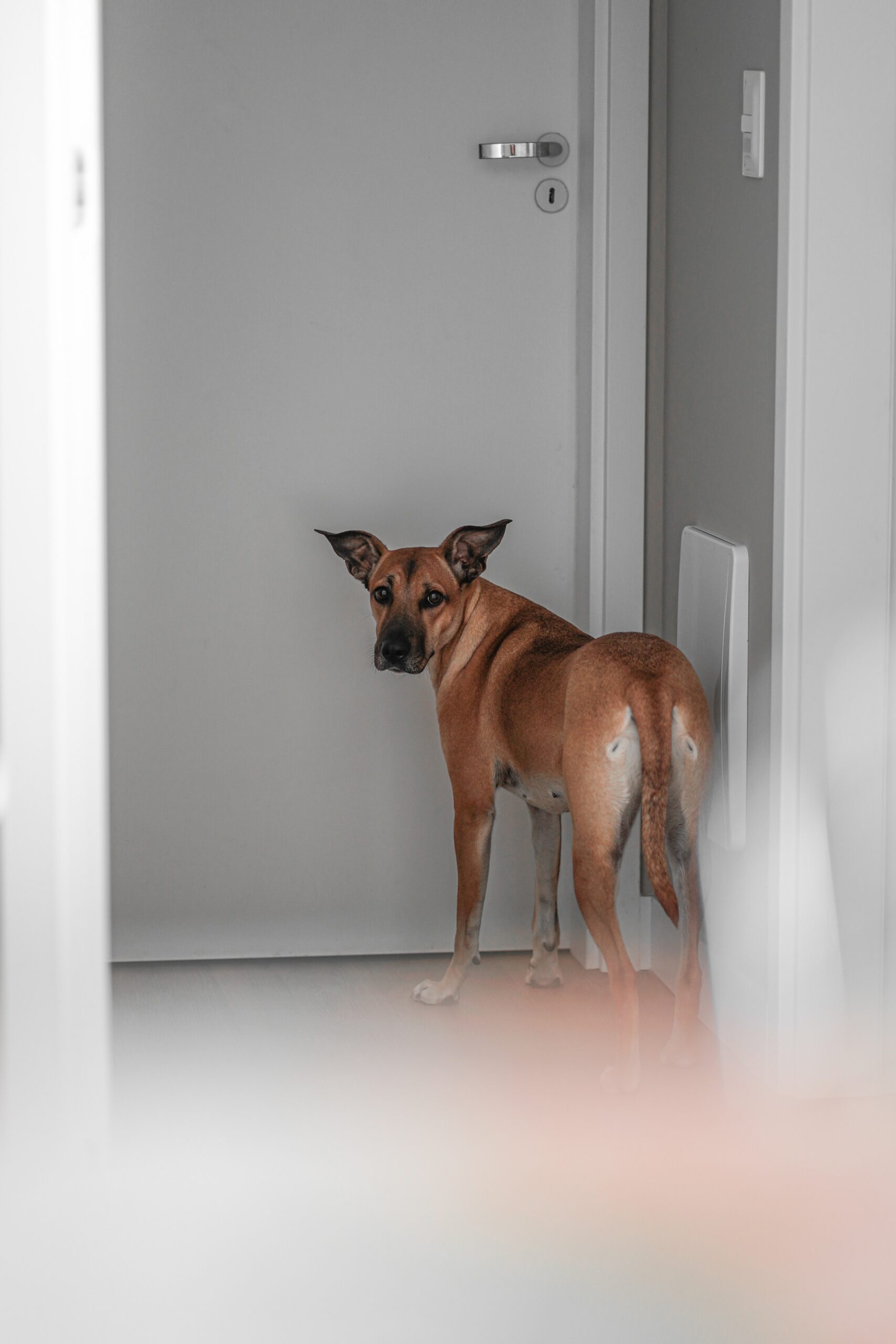Dogs That Get Separation Anxiety: How to Help