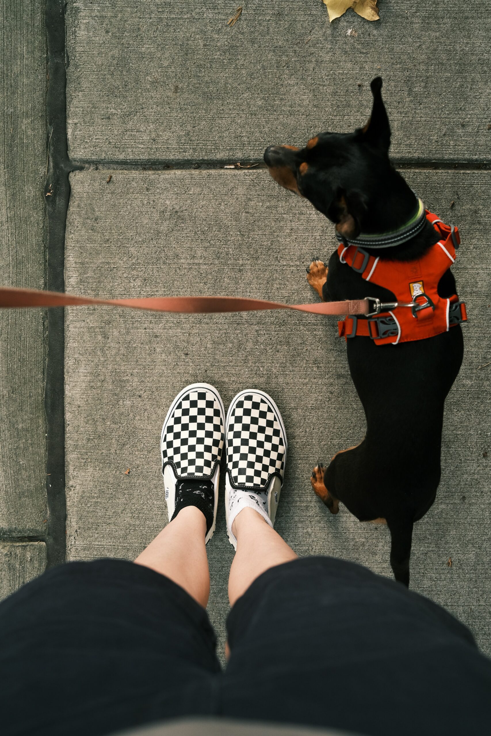 5 Reasons To Consider a Dog Walking Business