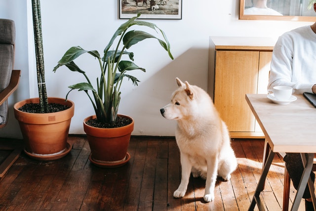 10 Dog-Friendly Houseplants You’ll Love