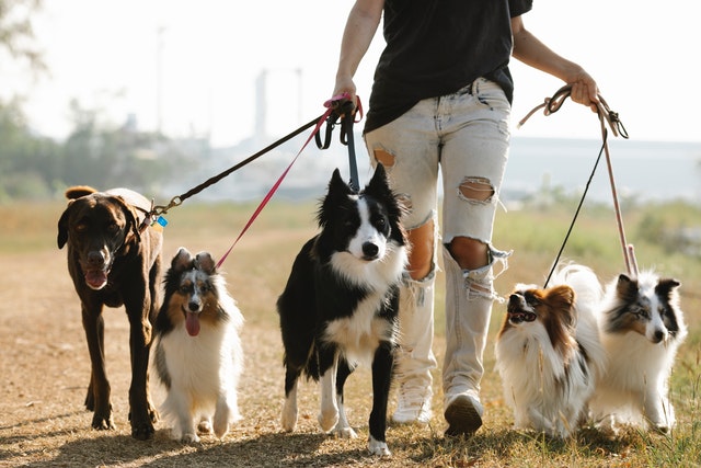 How to Find a Qualified Pet Sitter After Moving to a New City