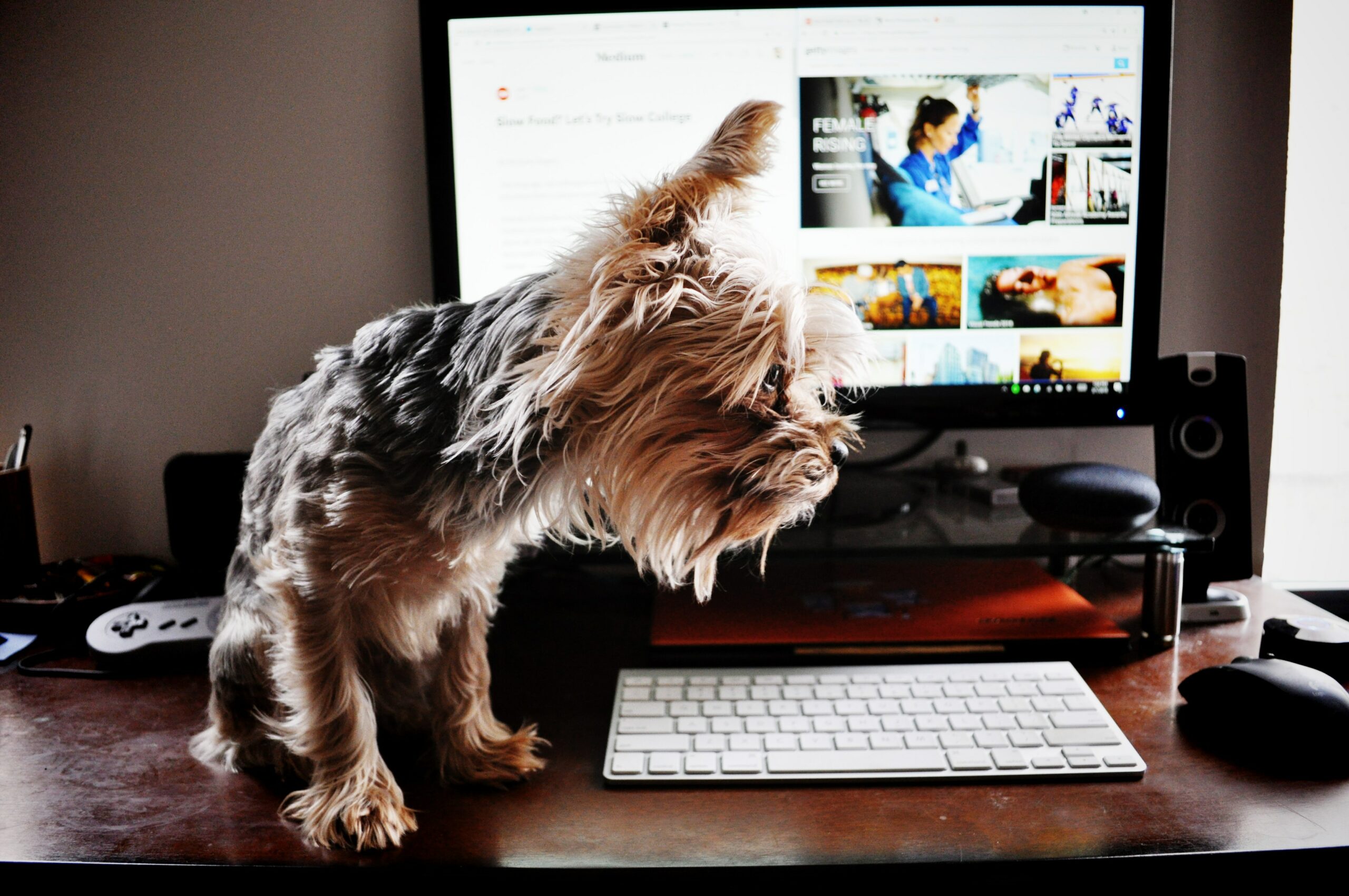 Tips for Working at Home With Your Dog
