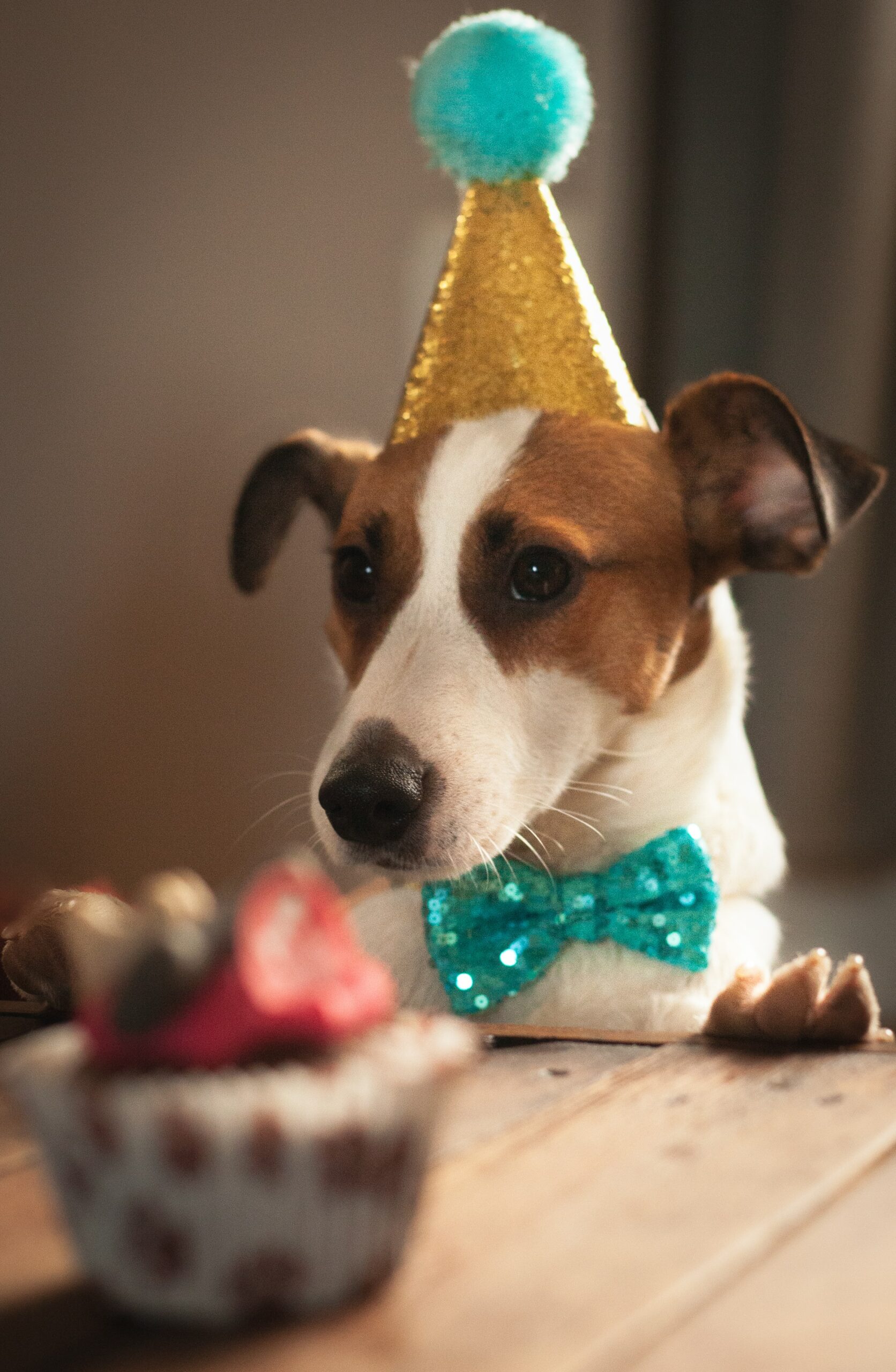 How to Throw a Gotcha Day Party for Your Pup? 