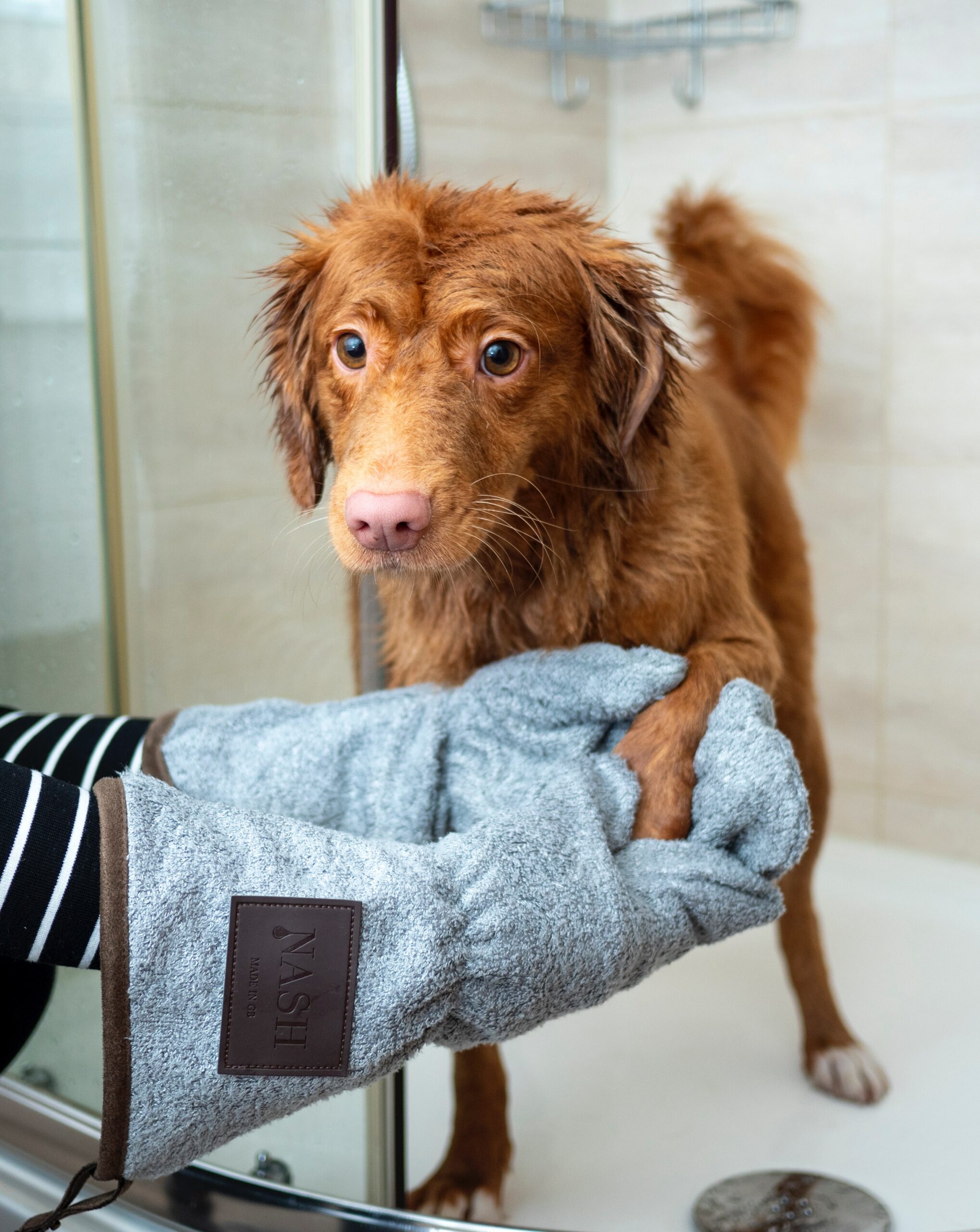 4 Ways to Market Your Dog Grooming Business