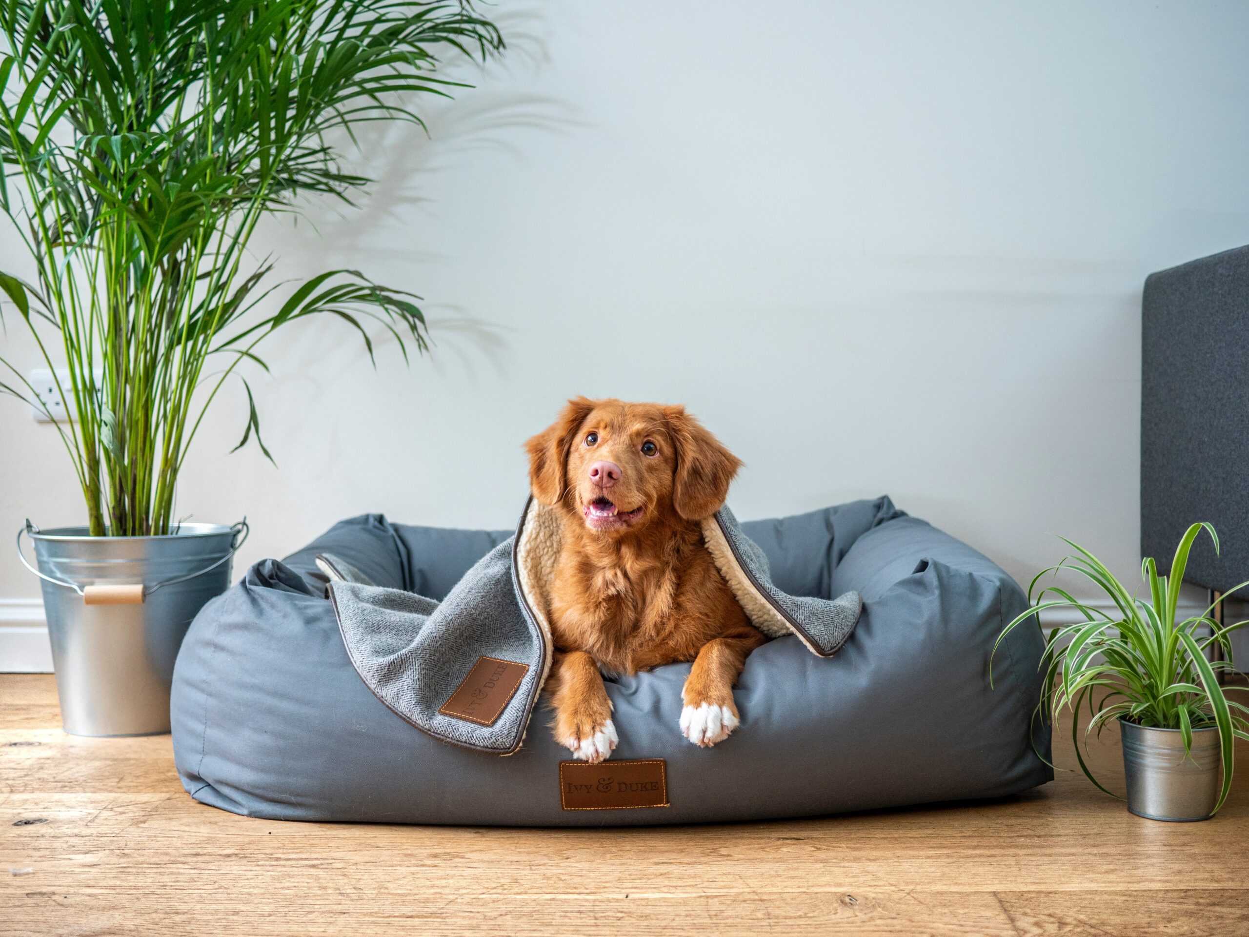 How to Create a Safe Zone for Your Pets