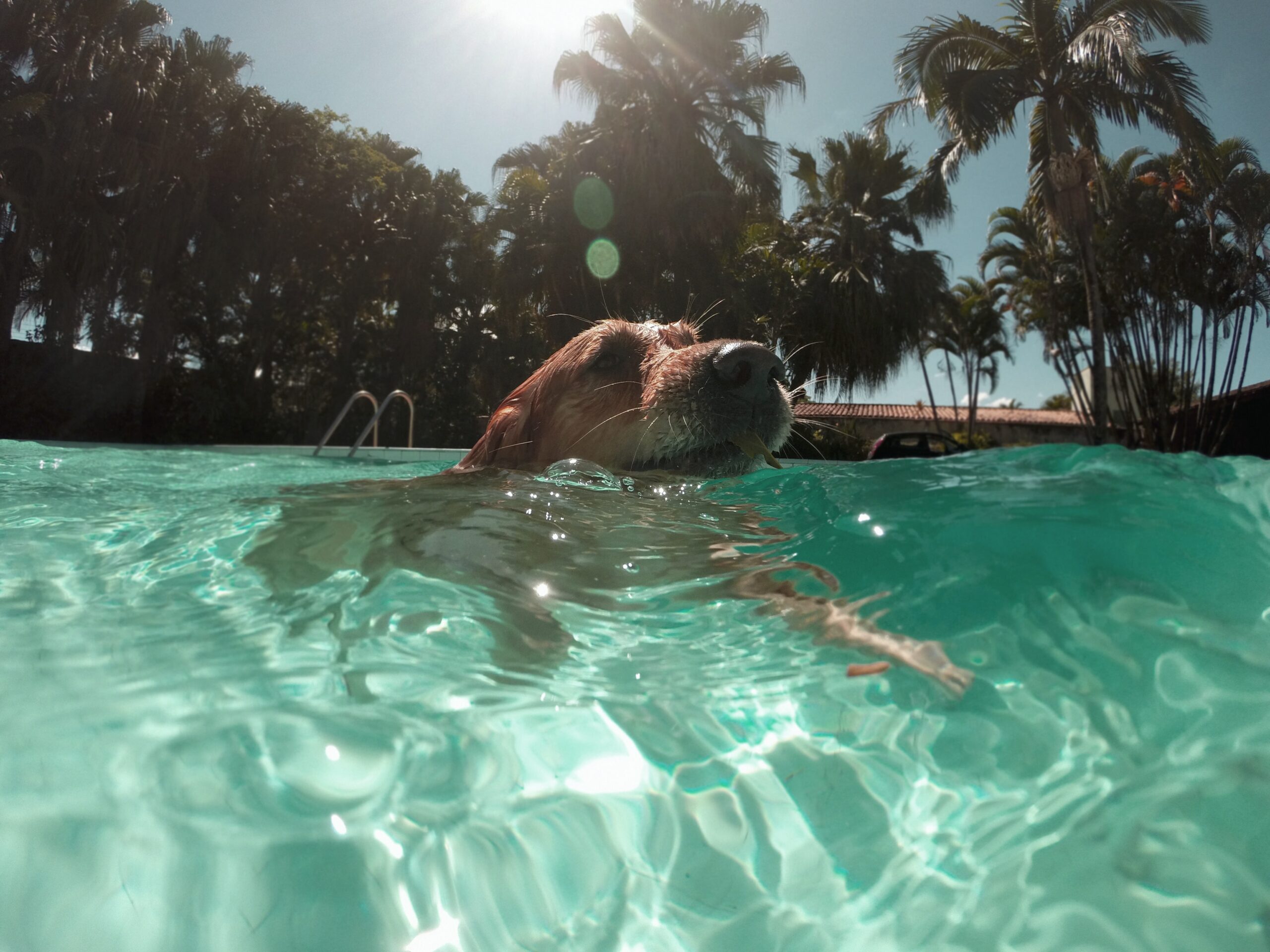 5 Tips To Help You Have a Great Summer With Your Dog