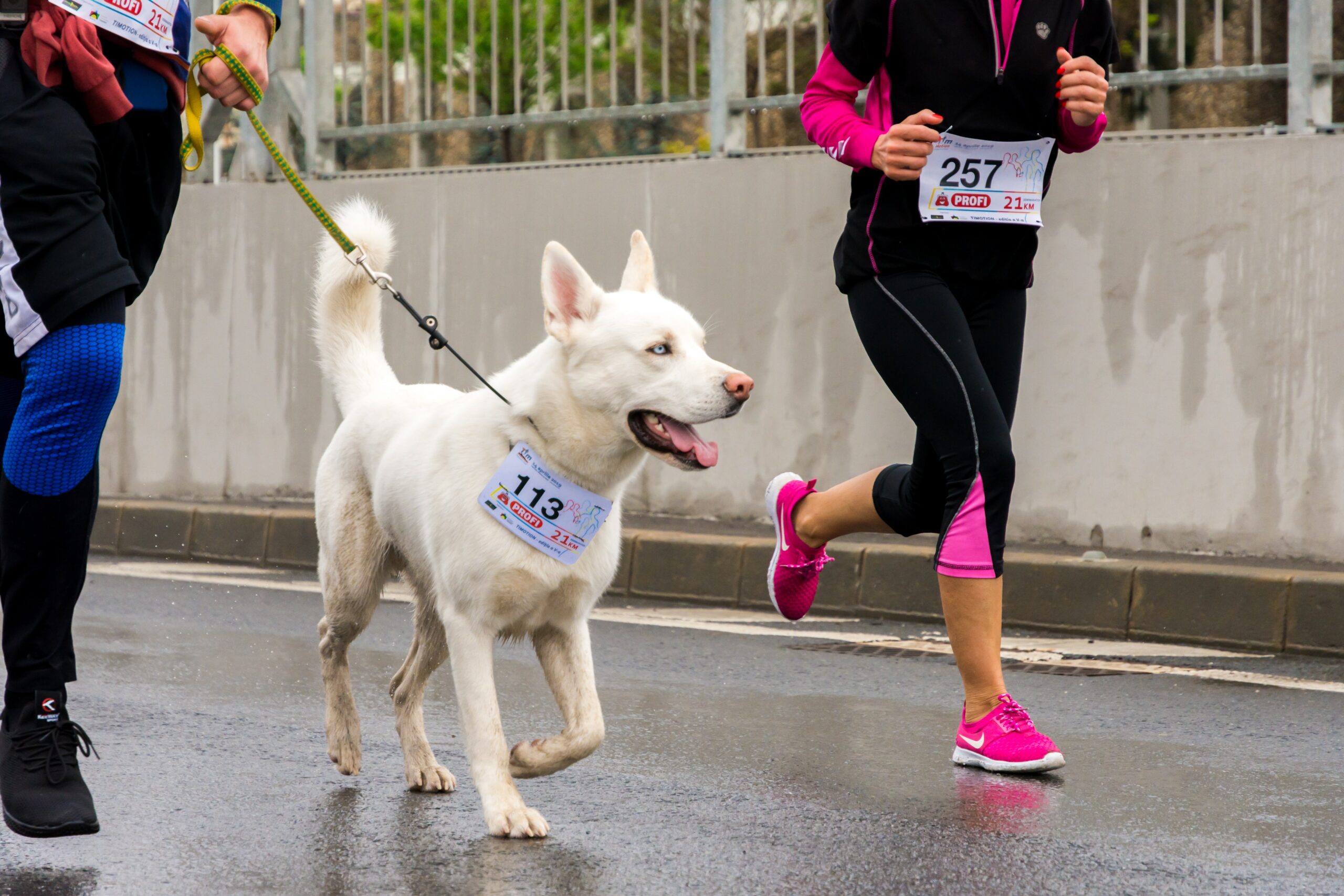 What You Need to Train for a Marathon With Your Dog 