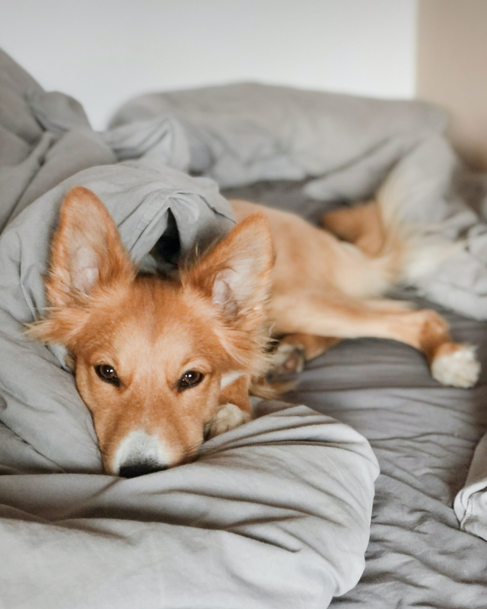 Must Read Tips Before You Take Your Dog Into Bed Tonight