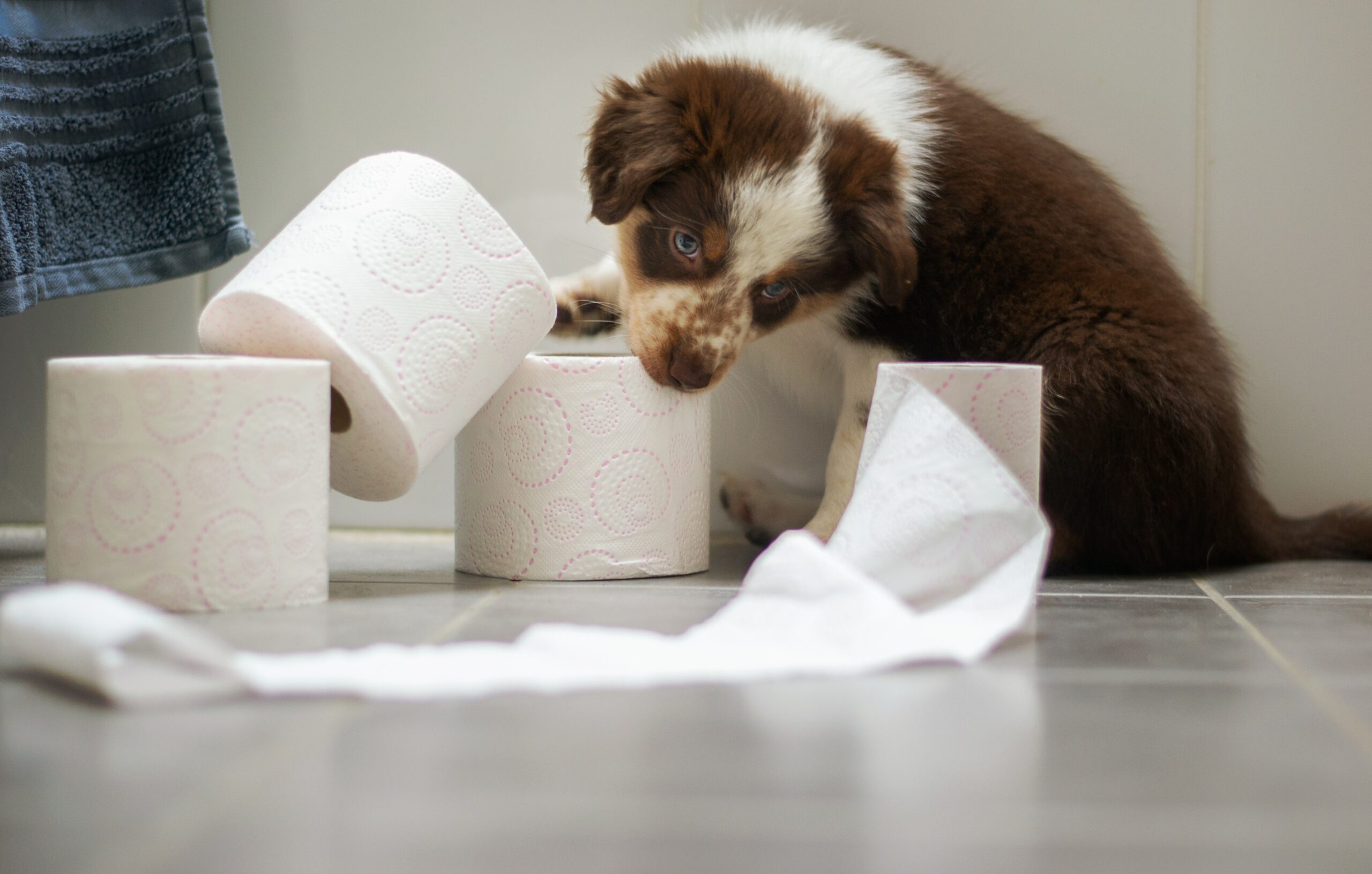 What Factors Influence the Cost of Puppy Insurance