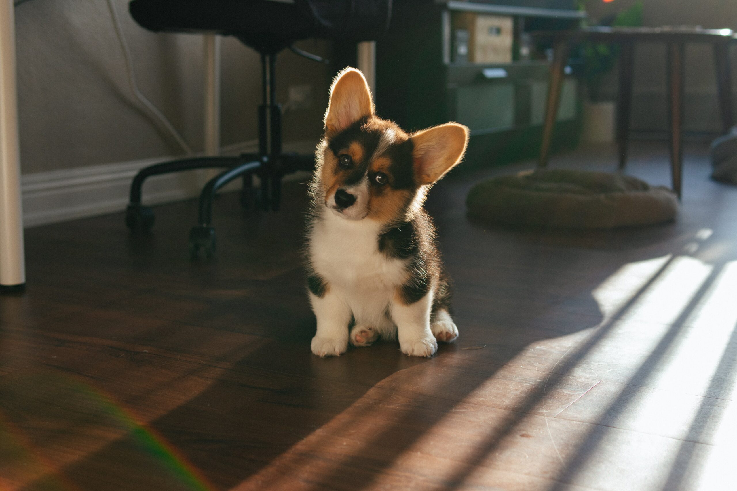 Seven Questions To Ask Before Bringing Home a New Puppy