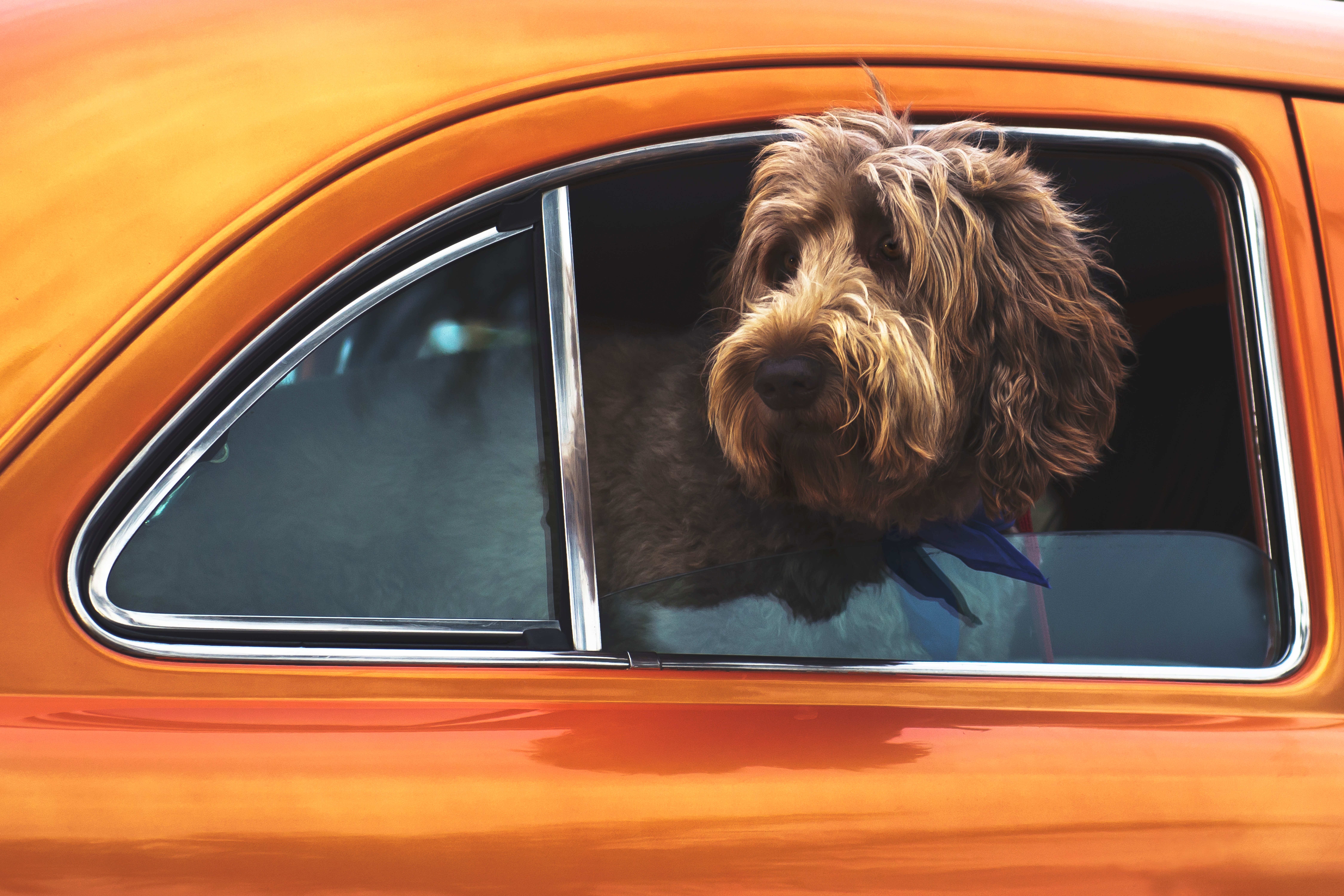 Tips for Taking Your Dog With You on a Fall Road Trip