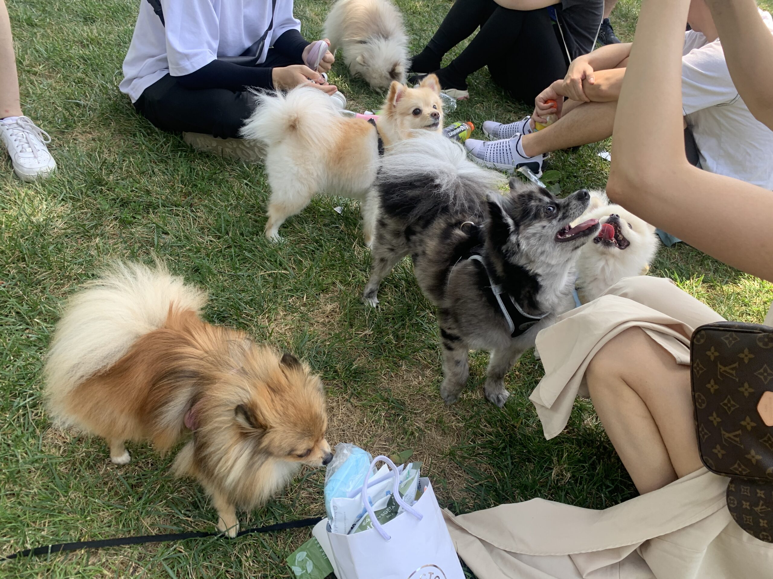 Sept 2022 Dog Meetups and Events NYC
