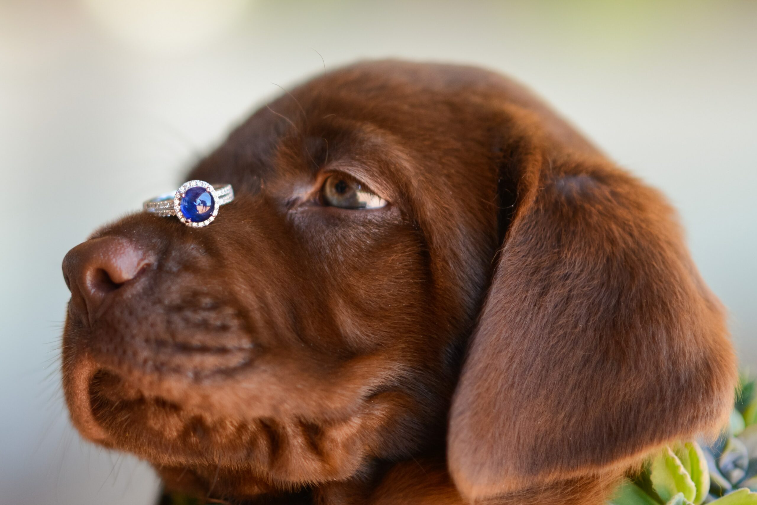 What to Do When Your Dog Eats Your Jewelry