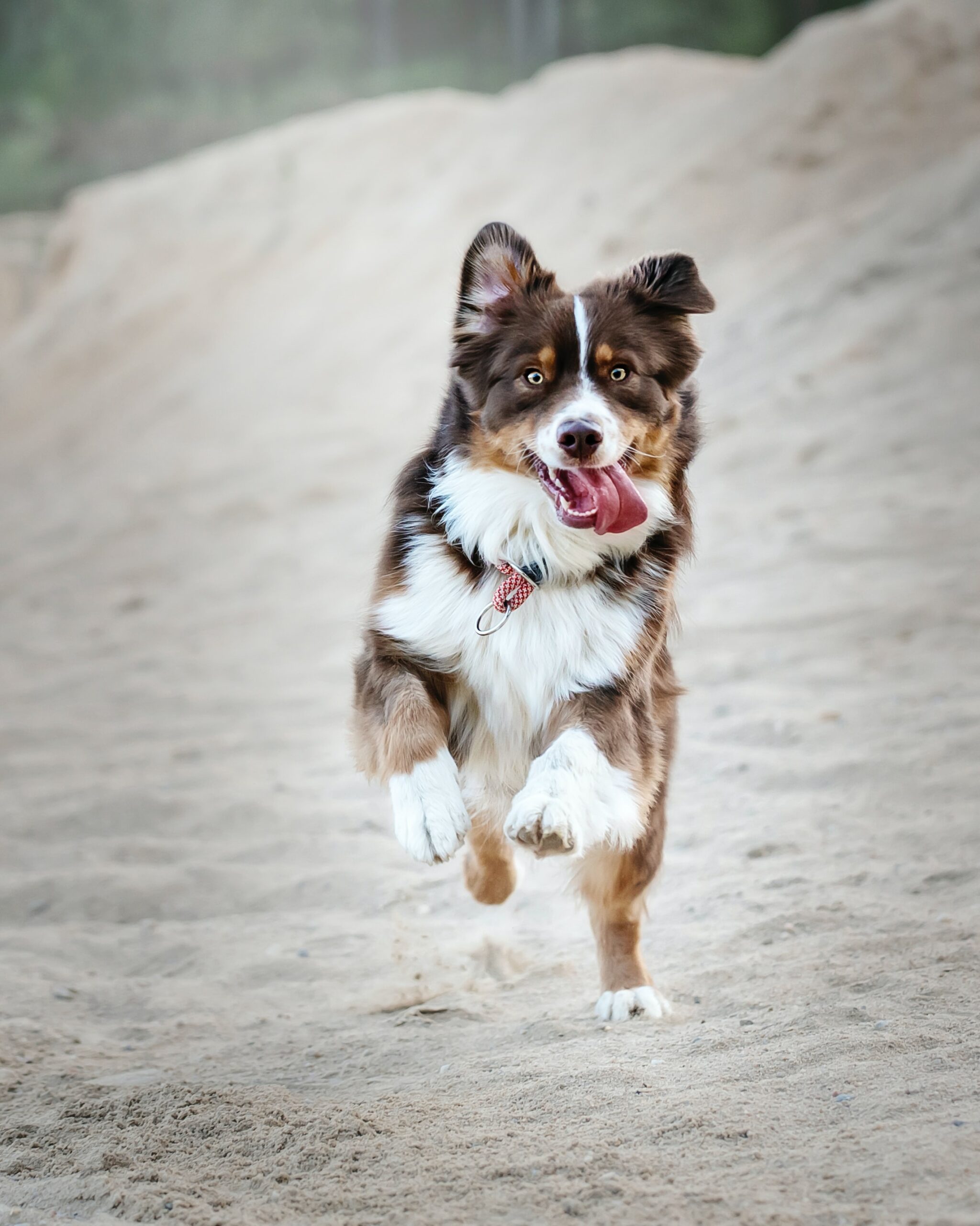 How to Keep Your High-Energy Dog Happy
