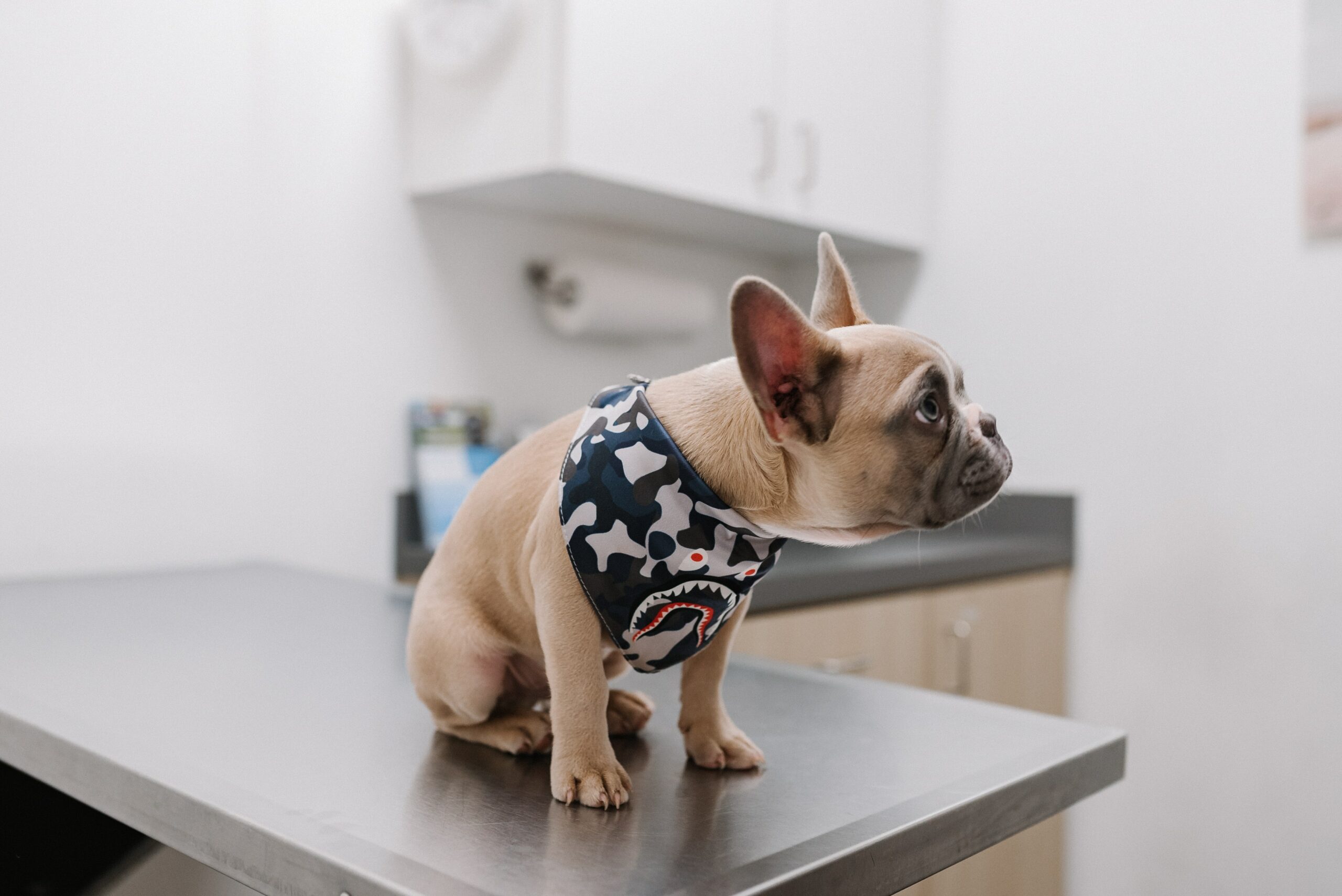 Four Ways to find a Great dog Vet in Brooklyn