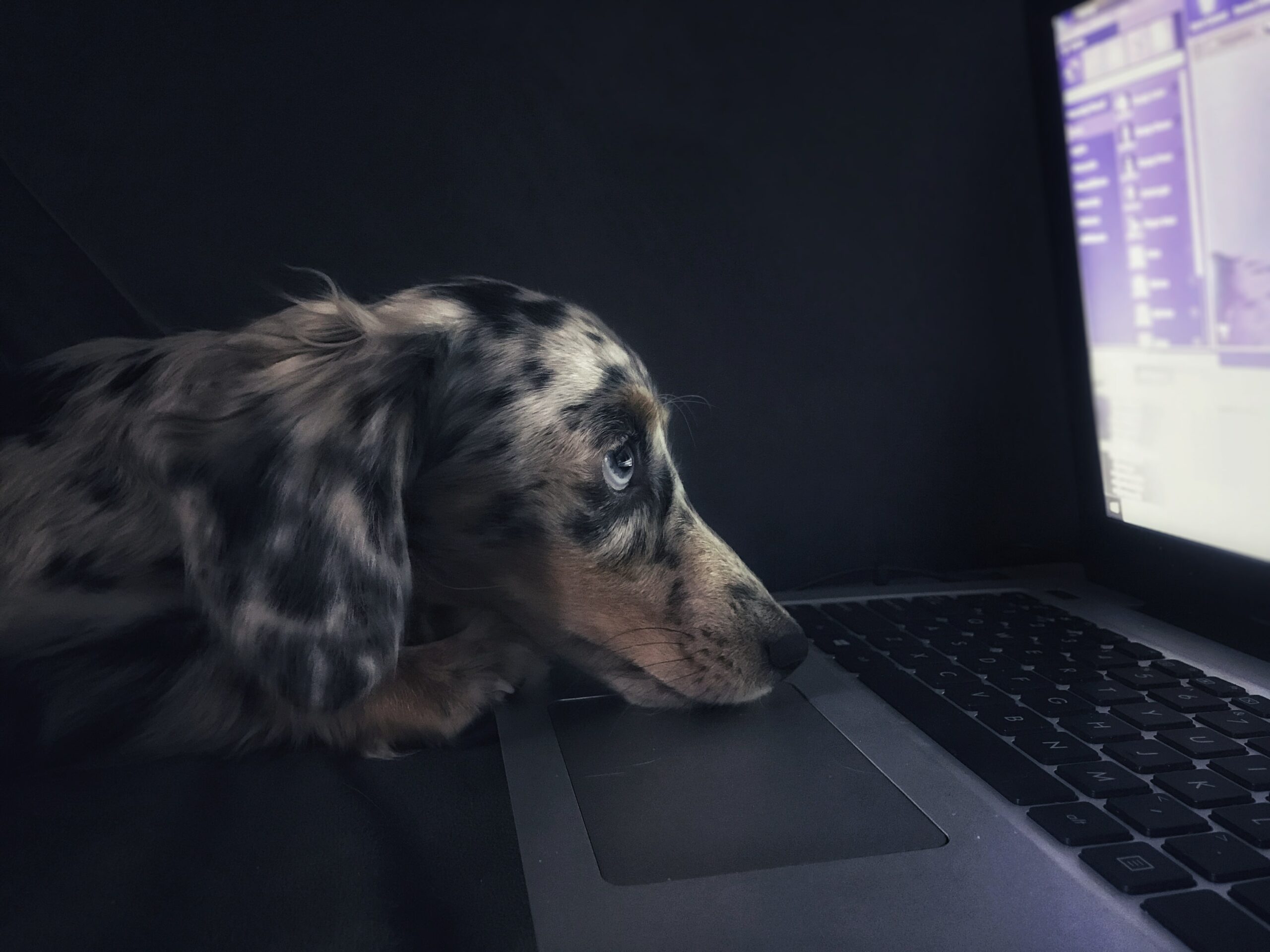 Technology for Your Pet Business