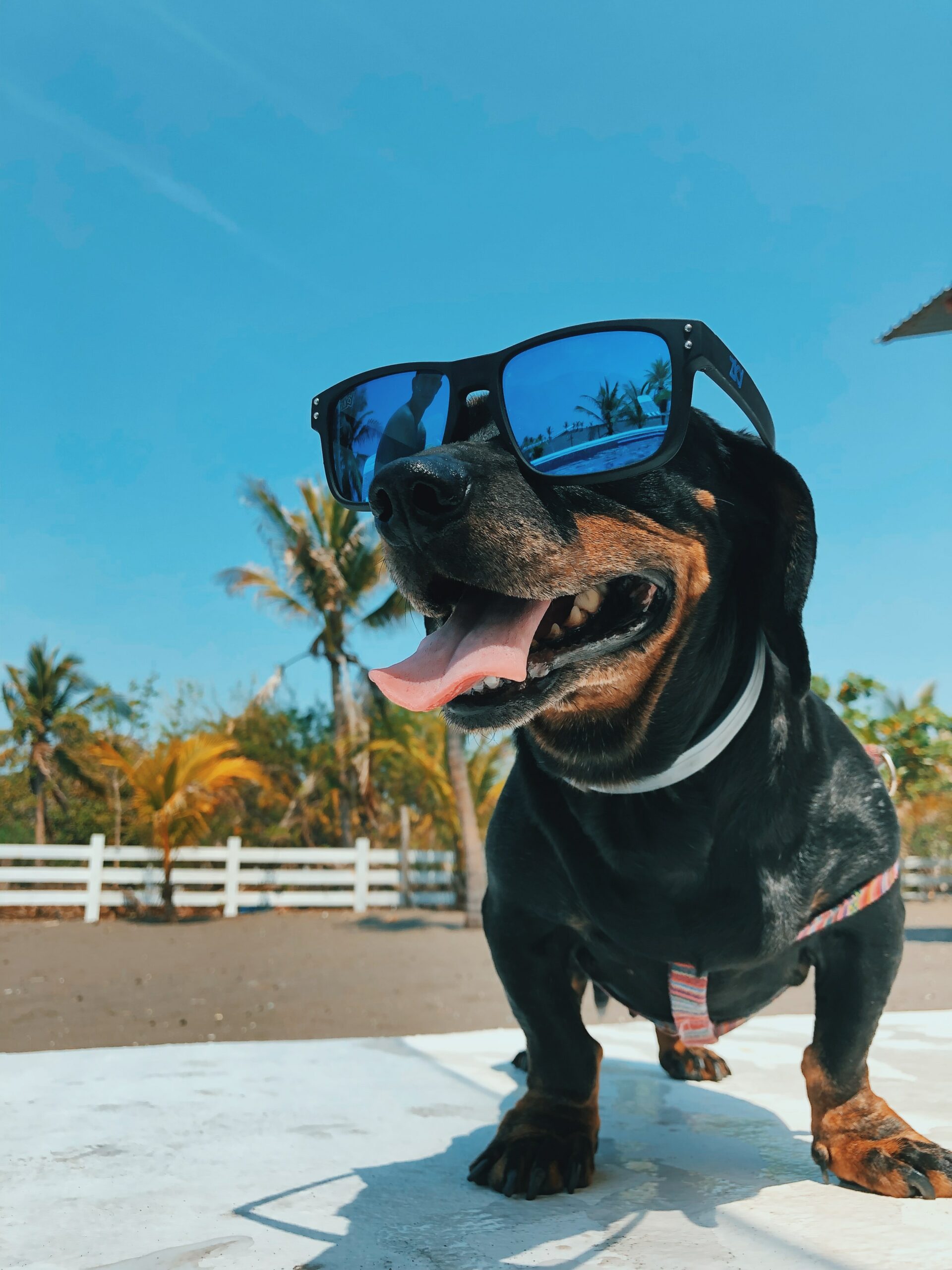 Does Your Dog Need Sunscreen?
