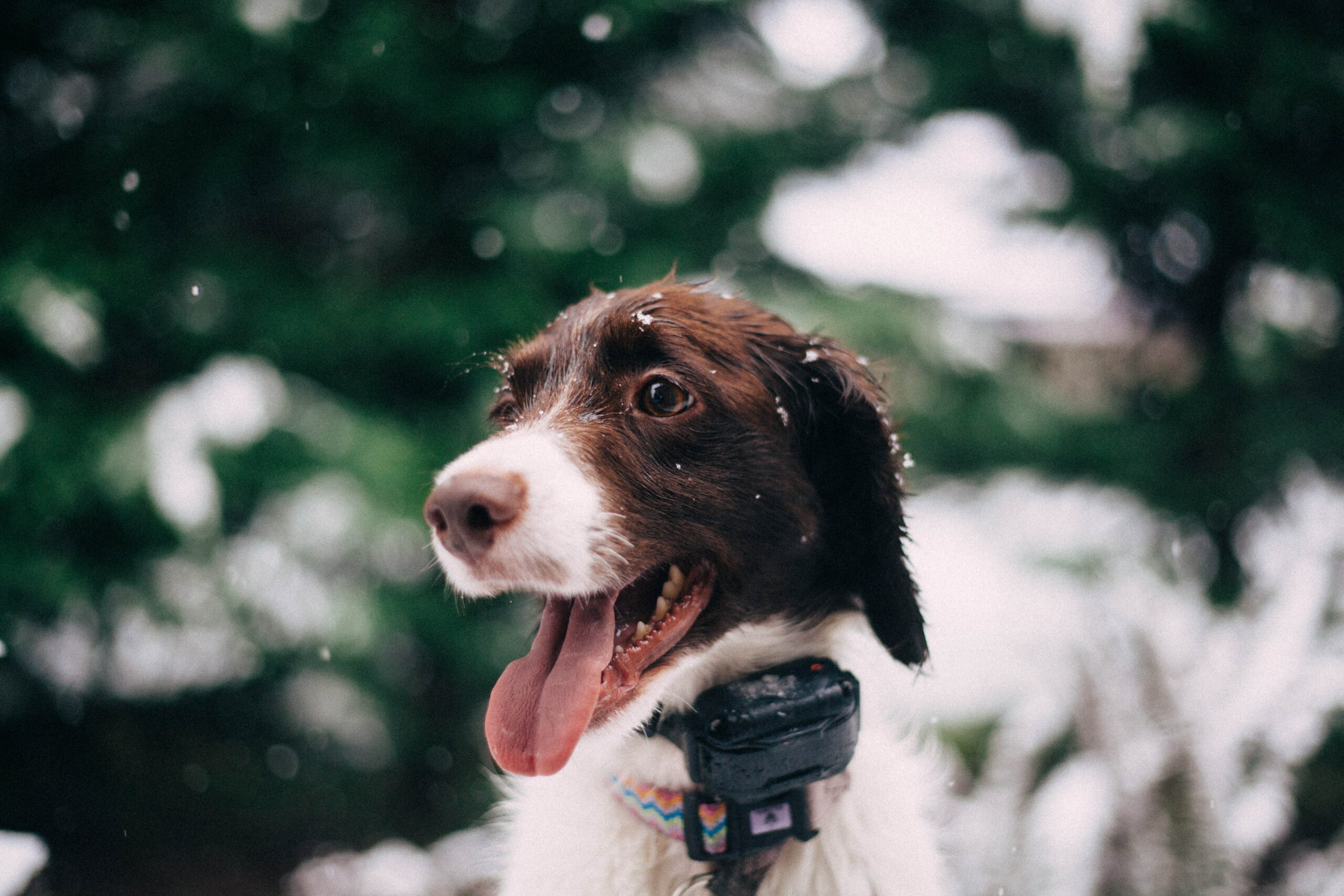 5 Terrific Apps To Help Your Track Your Dog’s Health
