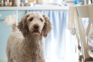 Poodles are one of the best dog breeds for single people