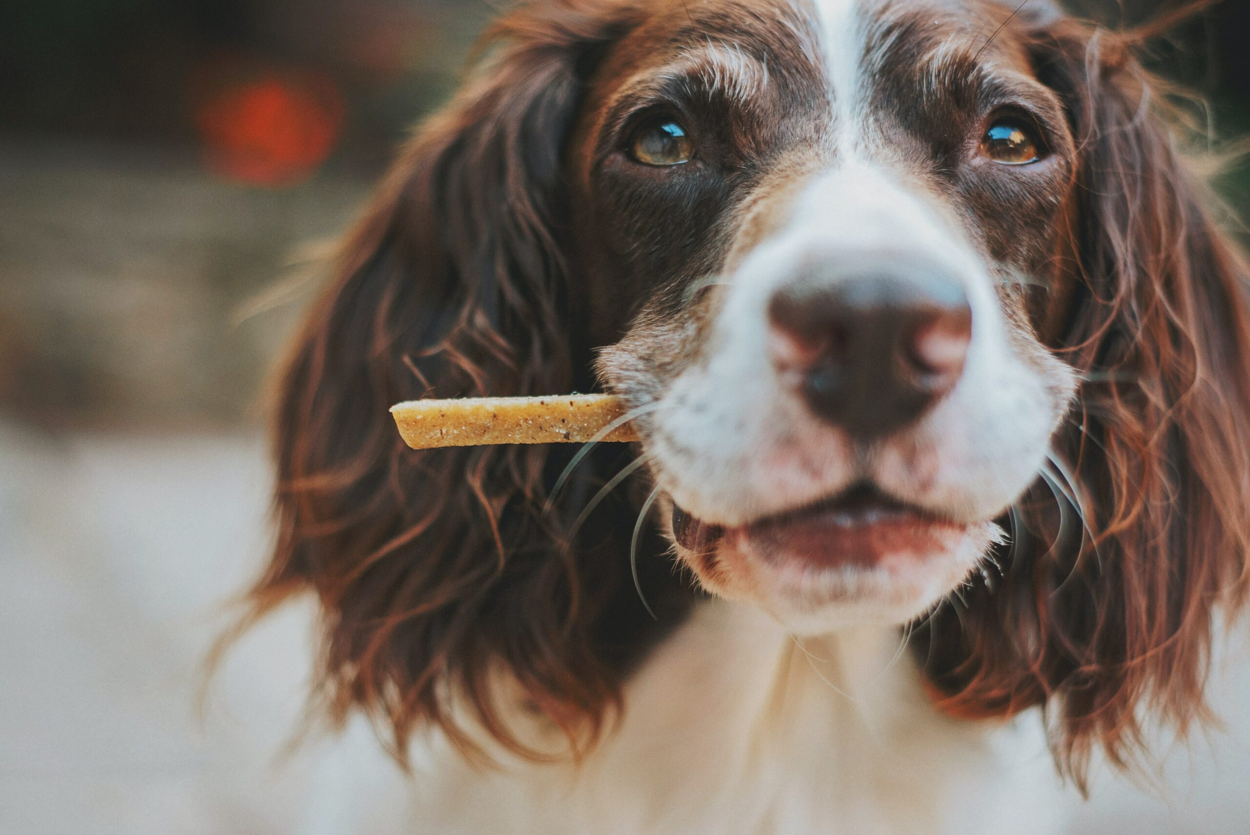 How To Sell Homemade Dog Treats Online