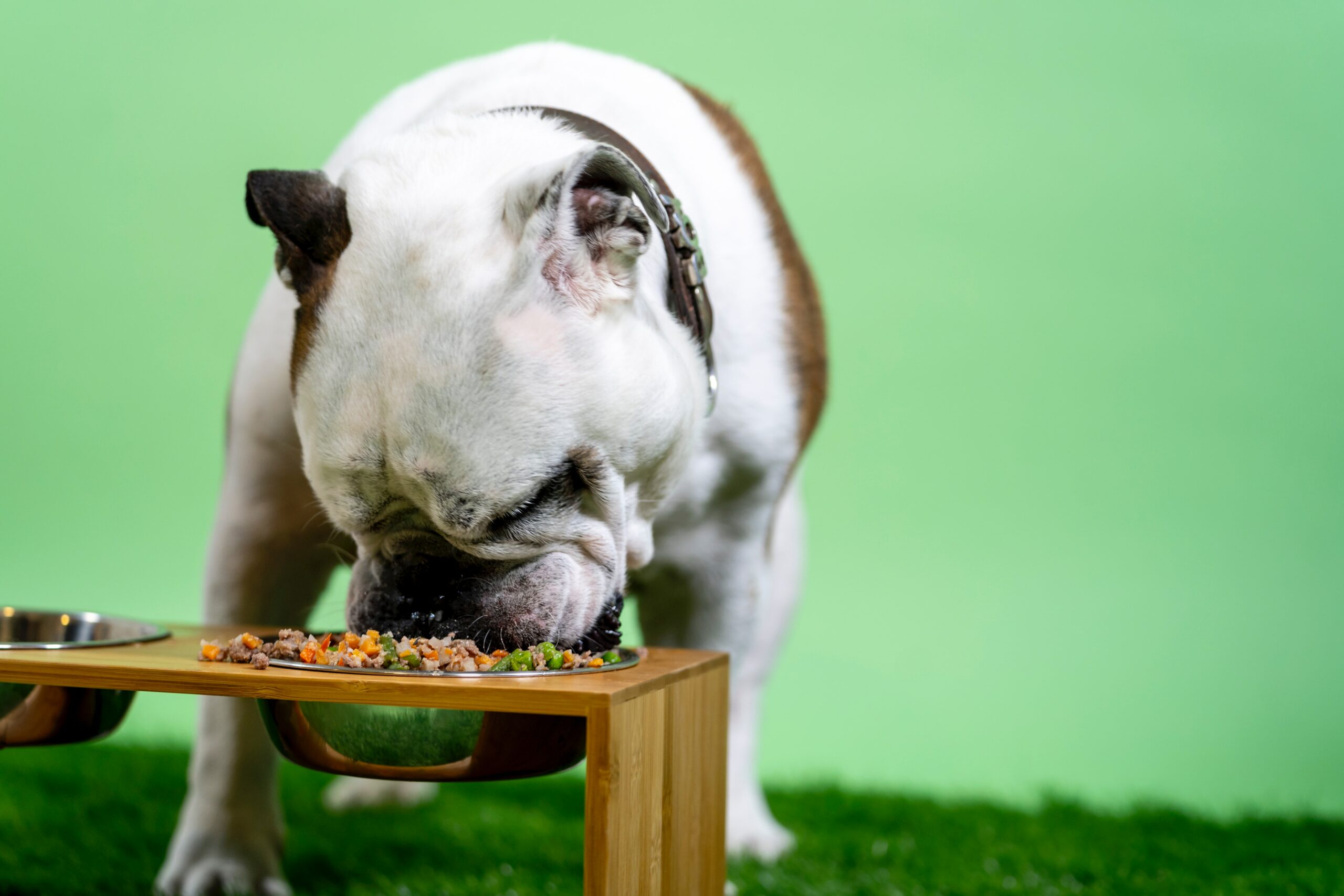 Top 8 Benefits of Giving Your Dog A Grain Free Diet