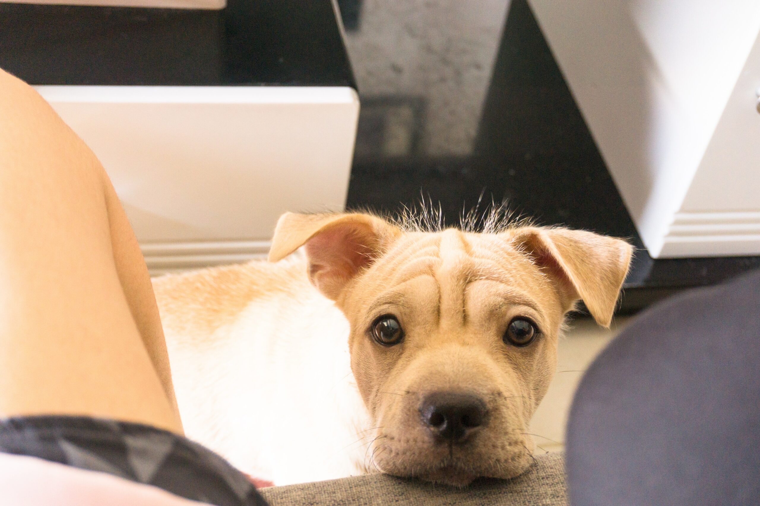 How To Manage Your Pandemic Puppy’s Separation Anxiety as You Return to the Office