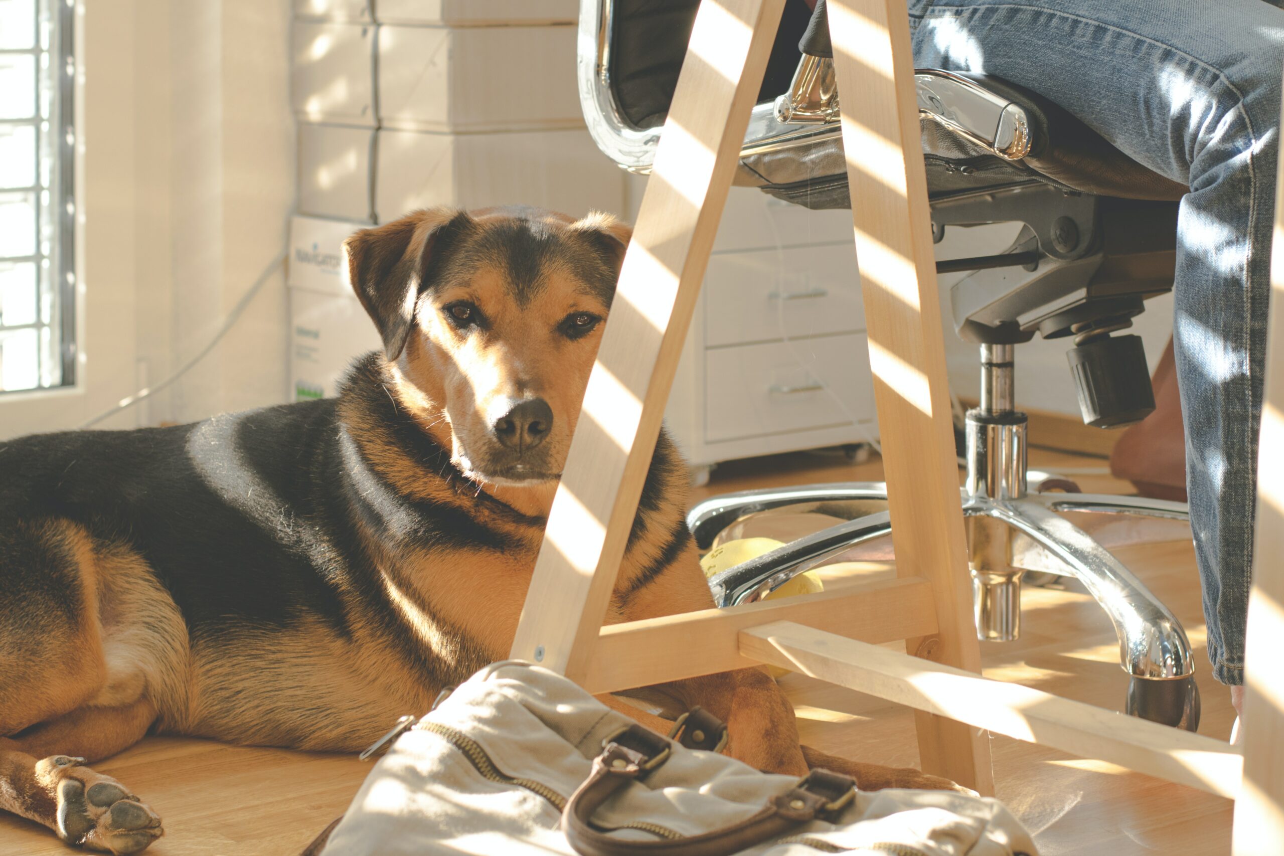 Finding the Best Dog-friendly Workplaces