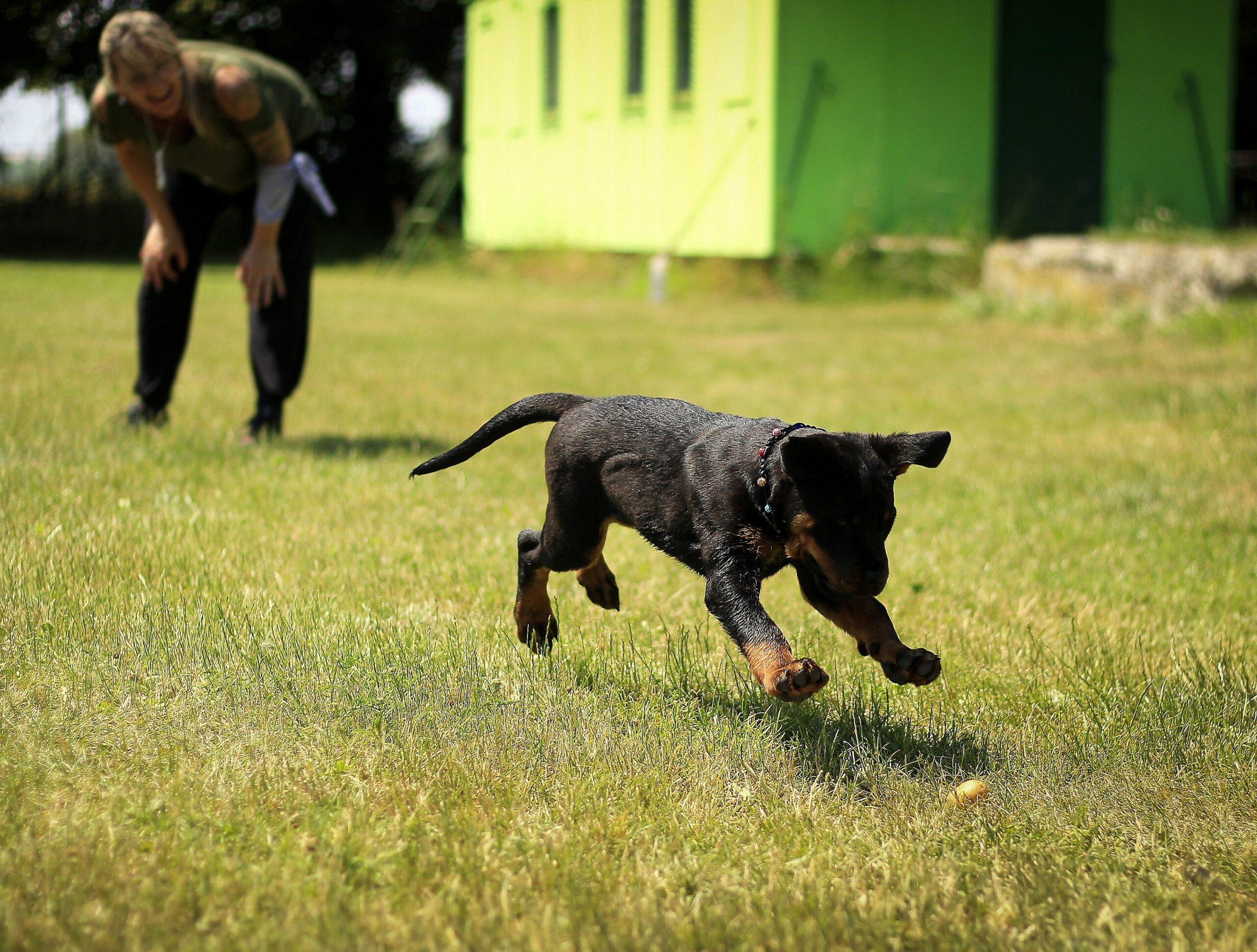 6 Ways to Make Strict Training Fun for Your Dog and You