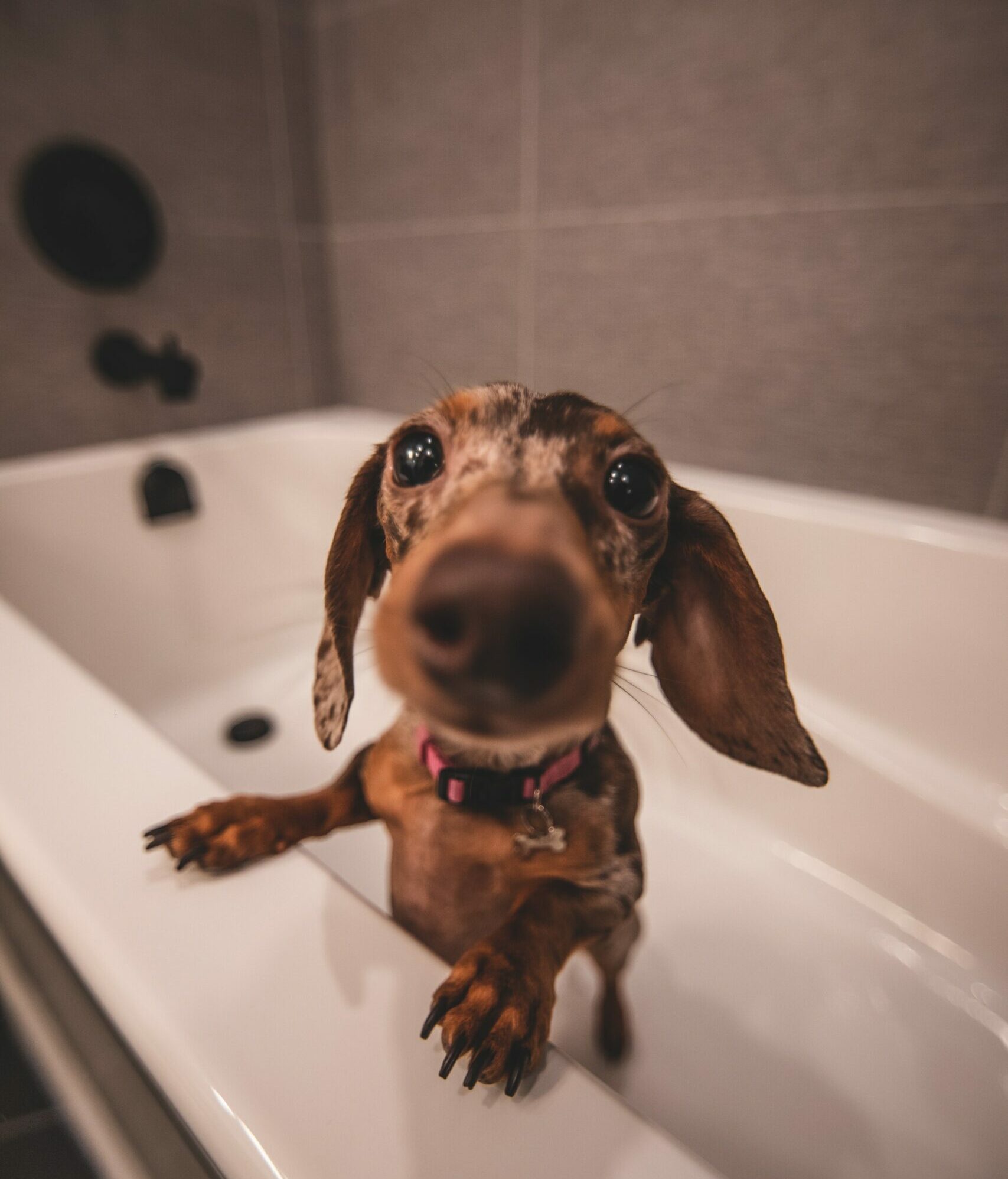 How To Train Your Dog To Swim In A Bathtub?