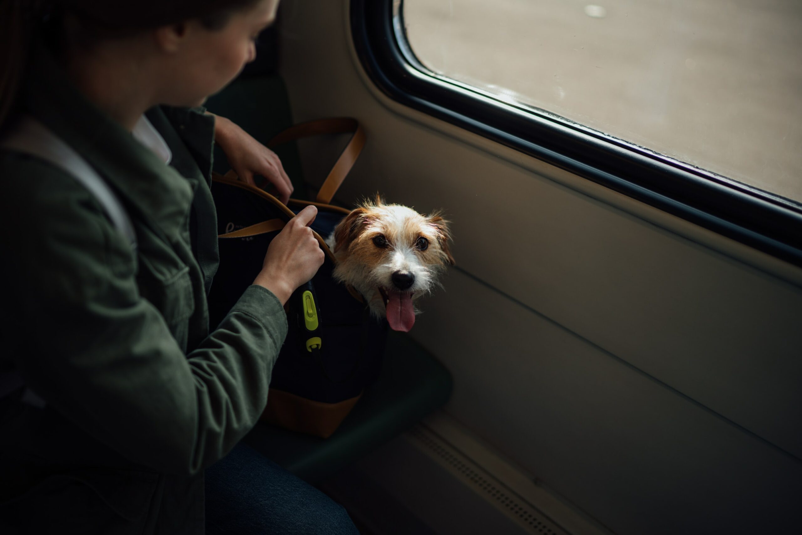 Why Small Dogs are Best for Travel