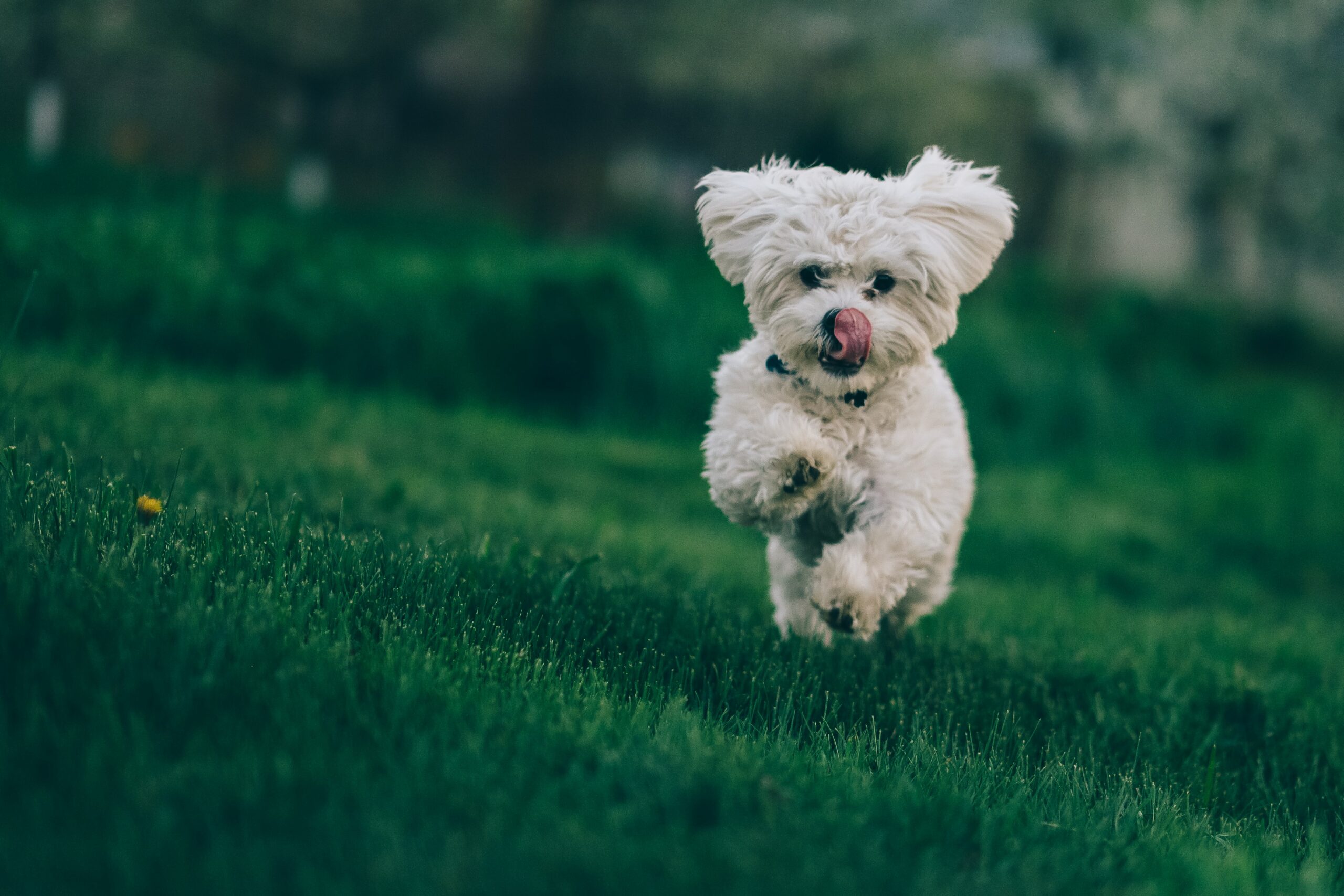 Tips for Helping Your Dog Be Active