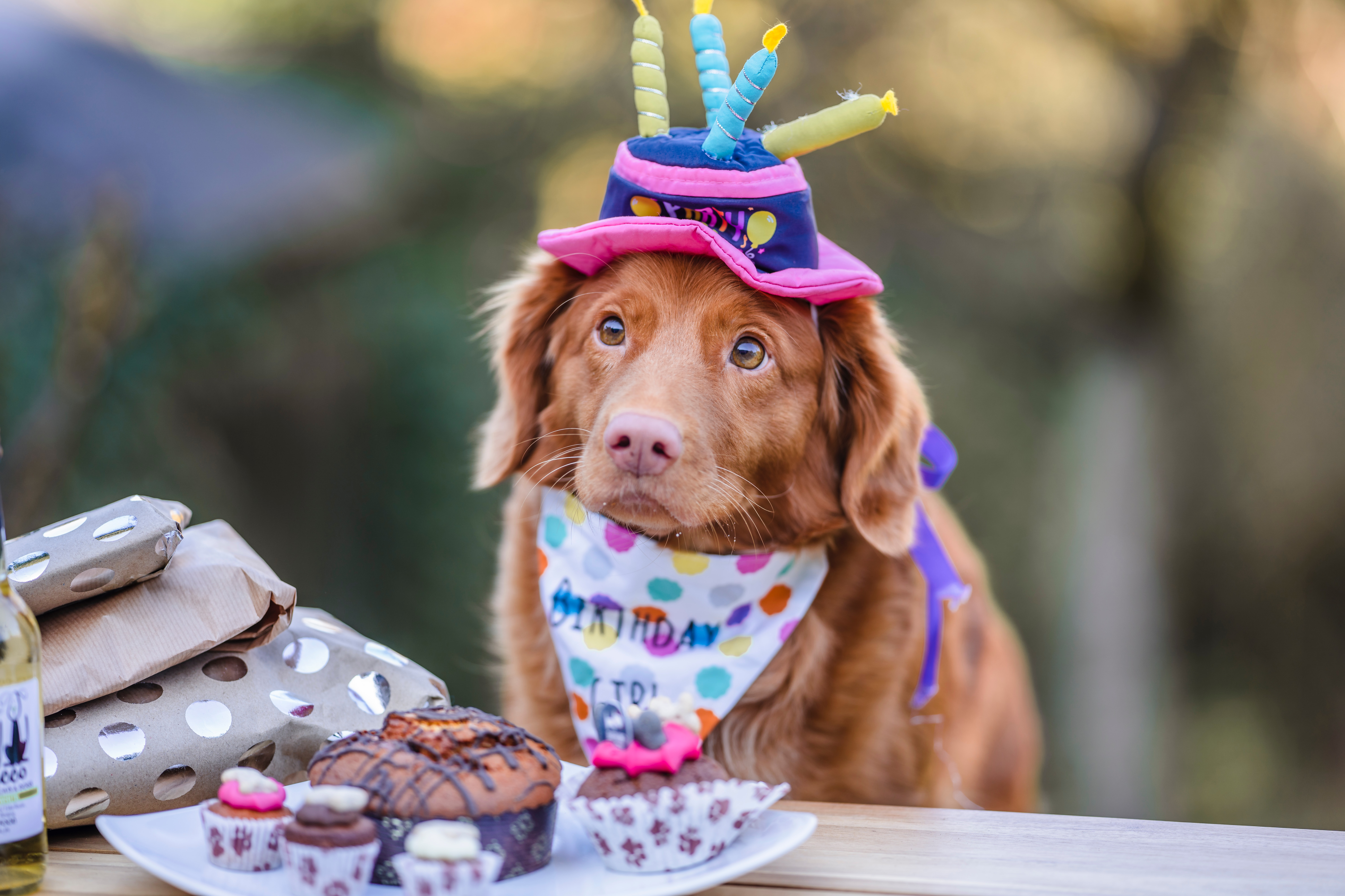 What Should I Make for My Dog’s Birthday?