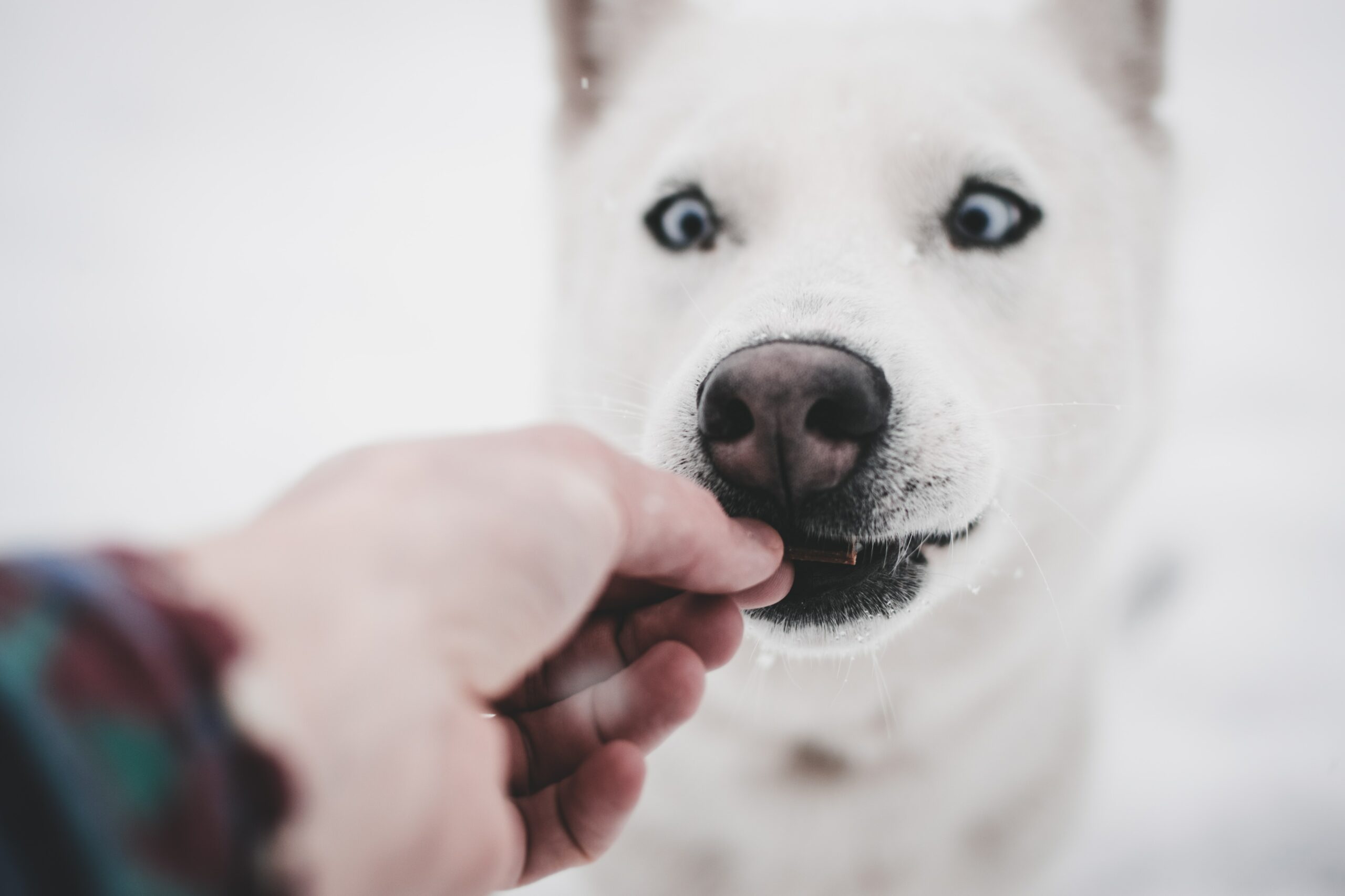 The Best and Safest Human Food for Dogs