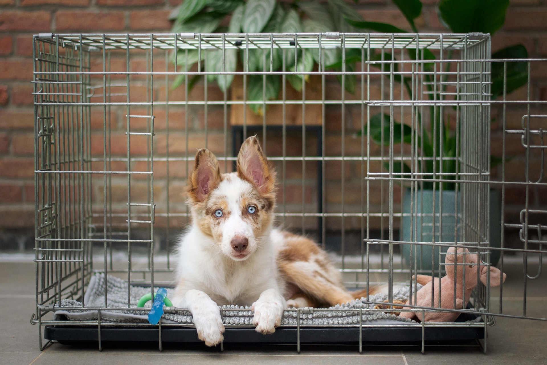 Should I Crate My Dog During The Day While I’m At Work?