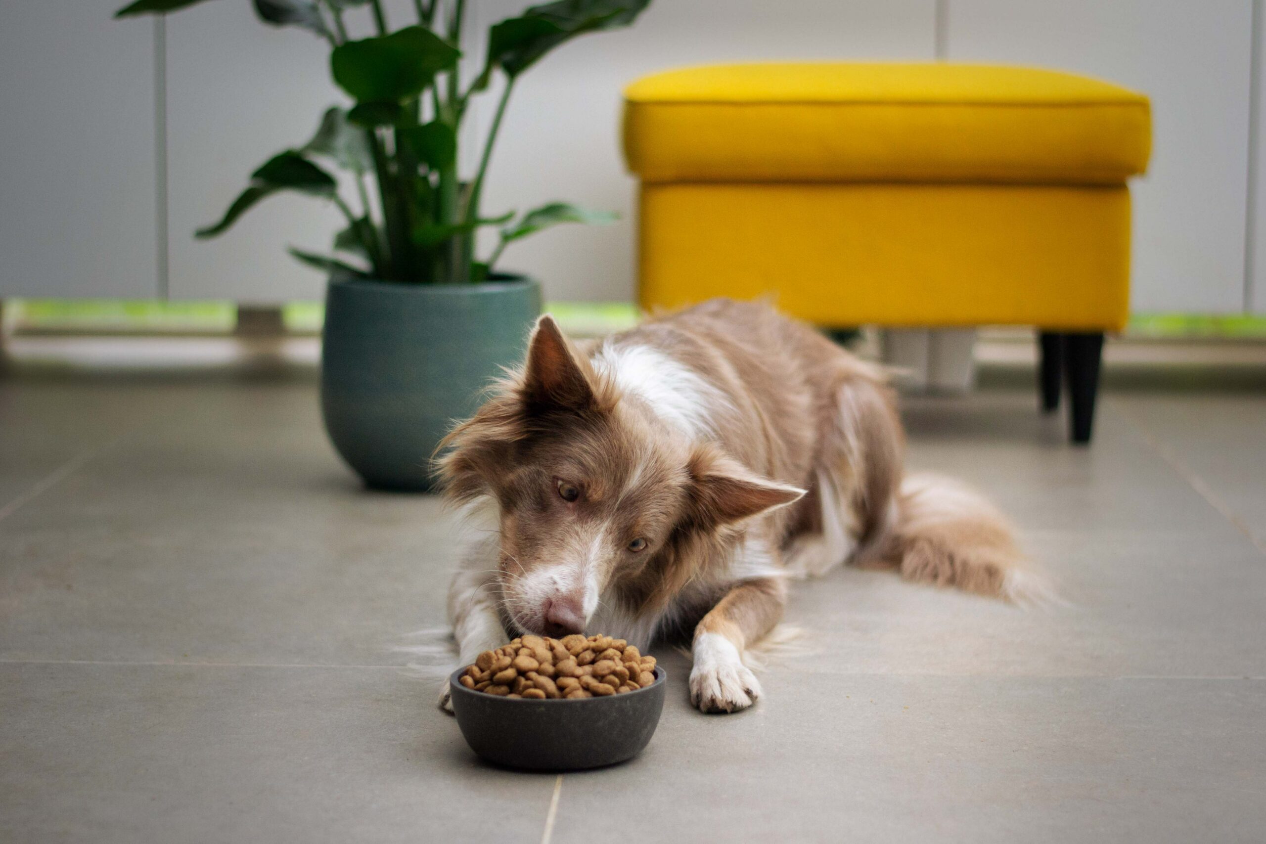 Best Dry Dog Foods For 2022