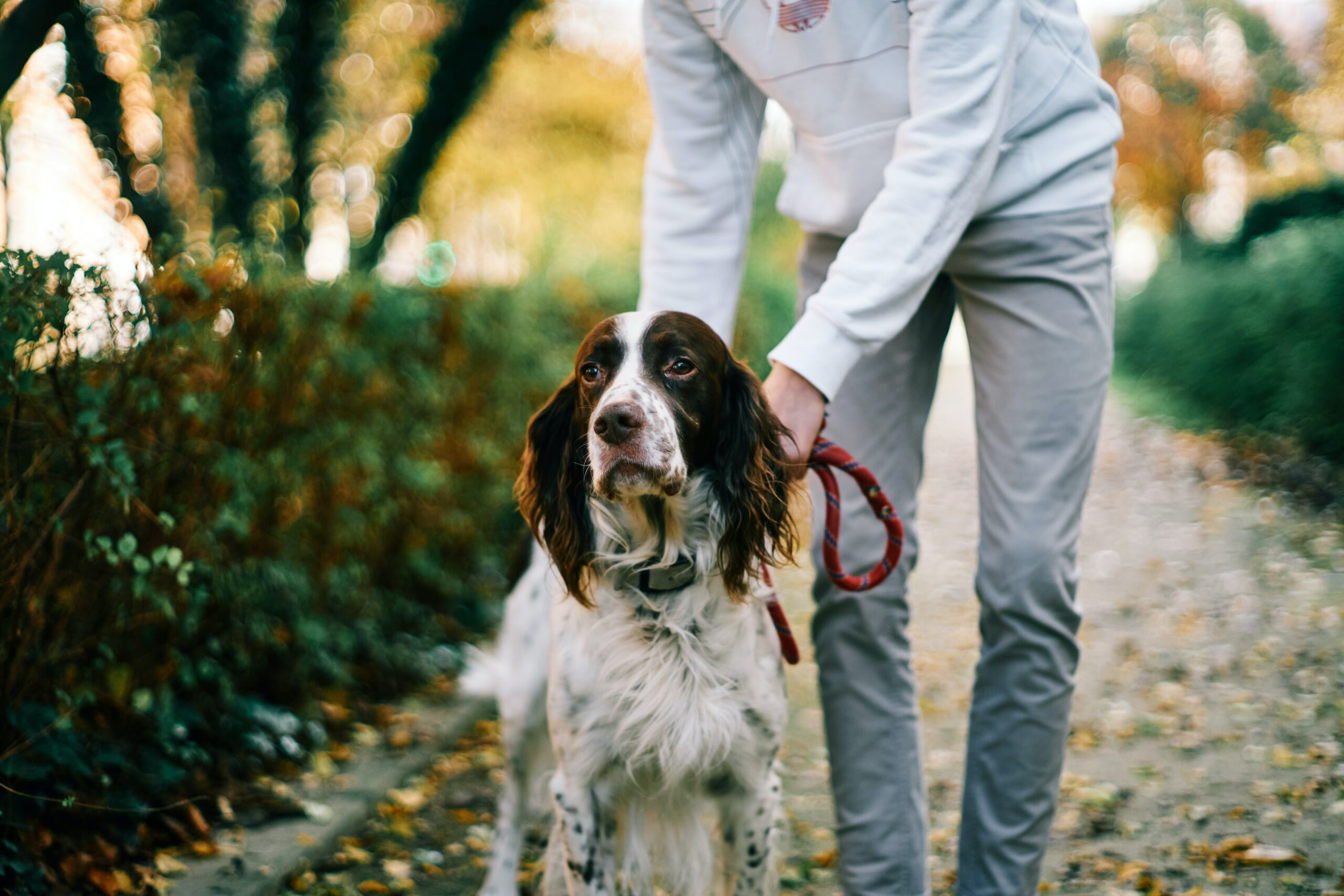 4 New Ways to Keep Your Dog Healthy in 2022