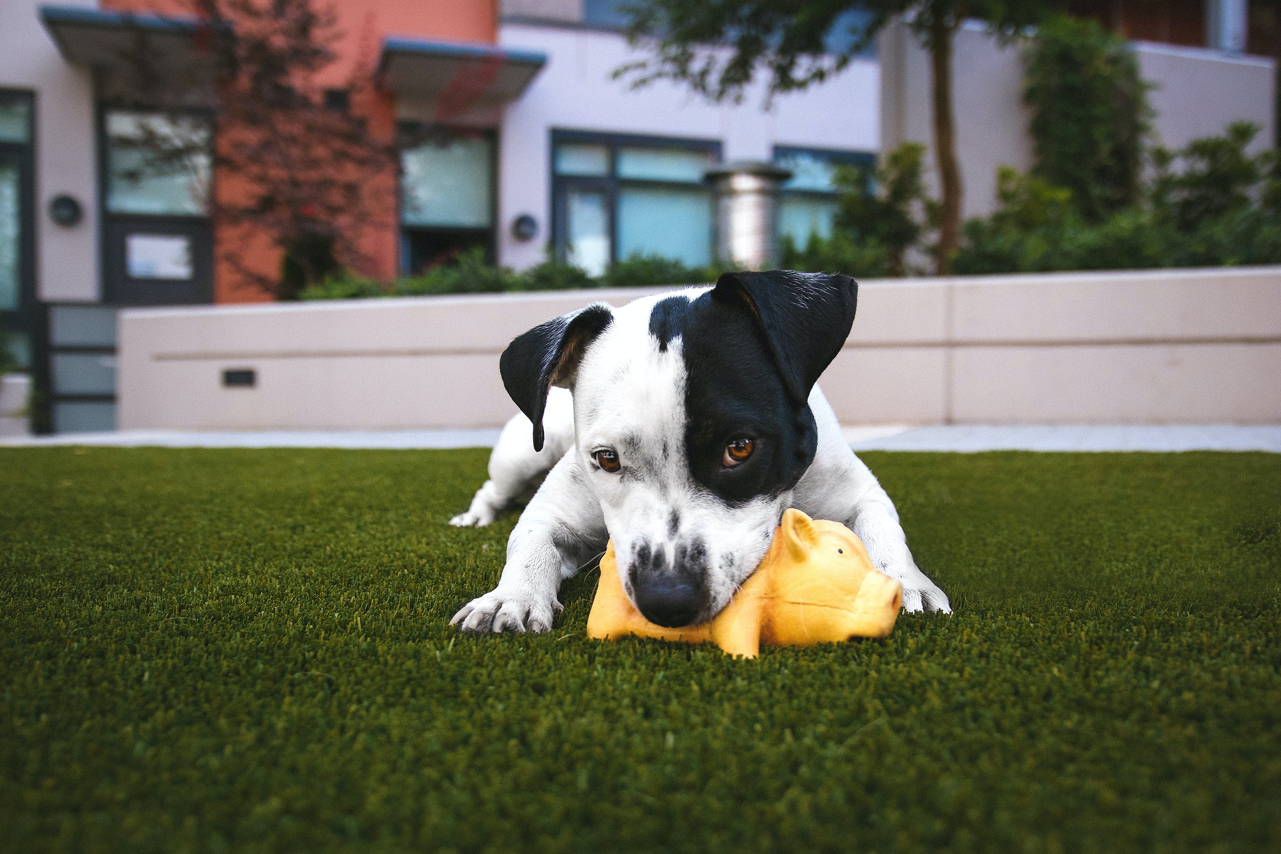 7 Simple Tips to Help Your Dog Adjust to a New Living Space 