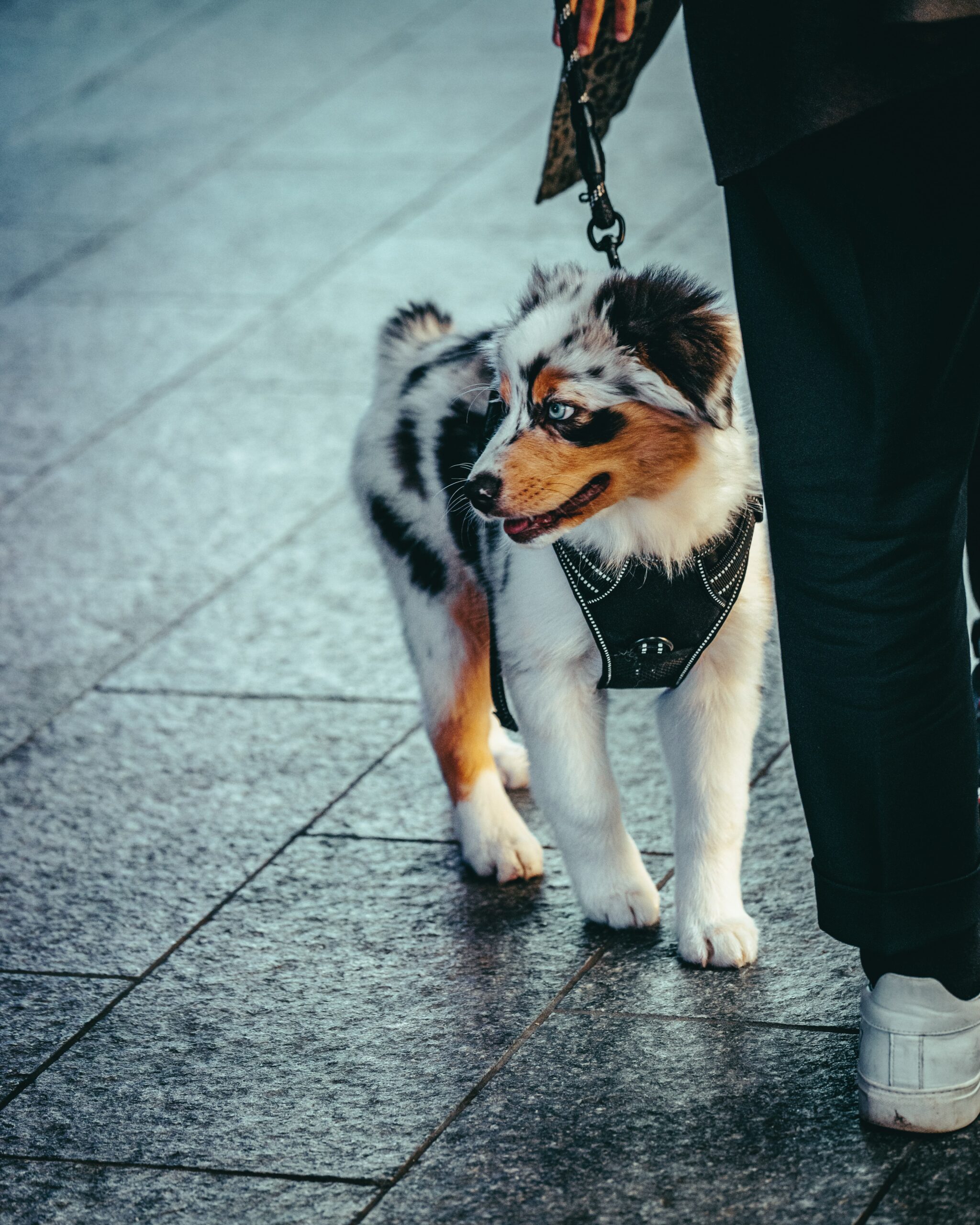 Can You Walk Dogs on the Las Vegas Strip?