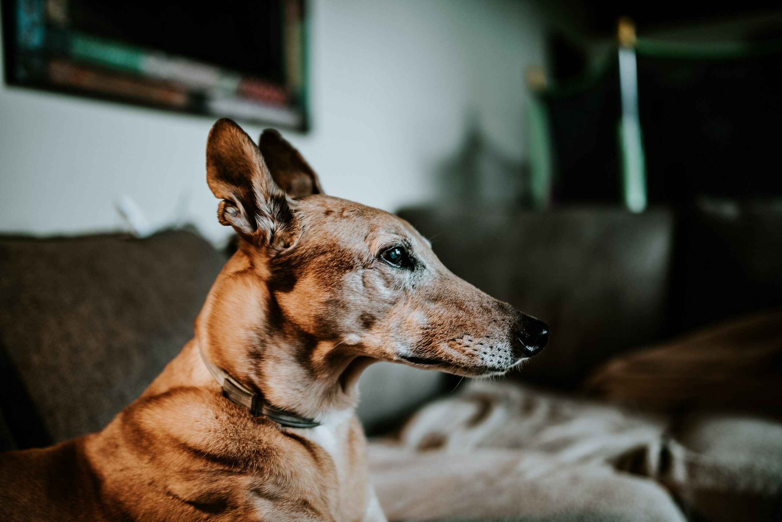 Assessing Quality of Life in Senior Dogs