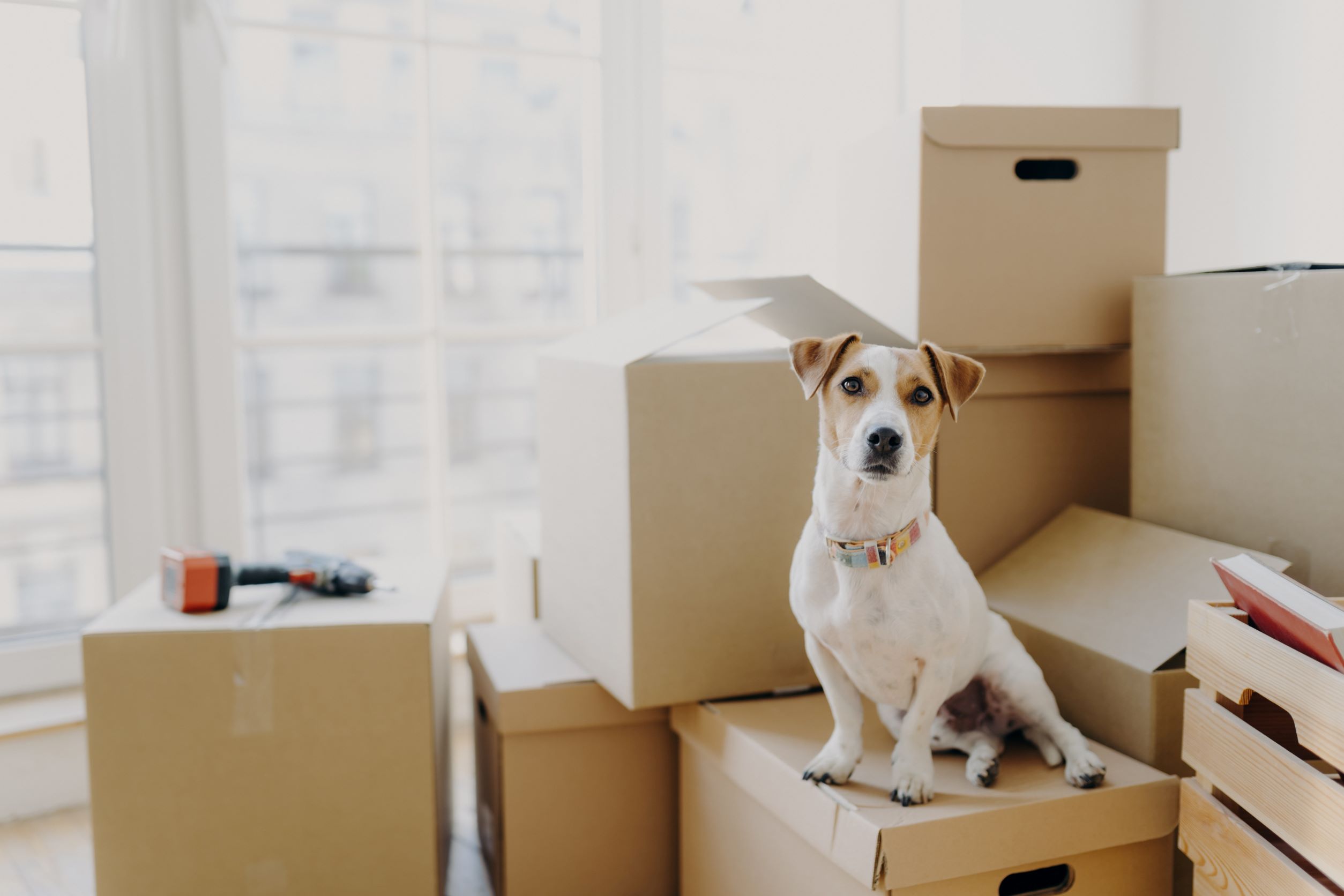 What To Do With Your Dog In A Long Distance Moving?