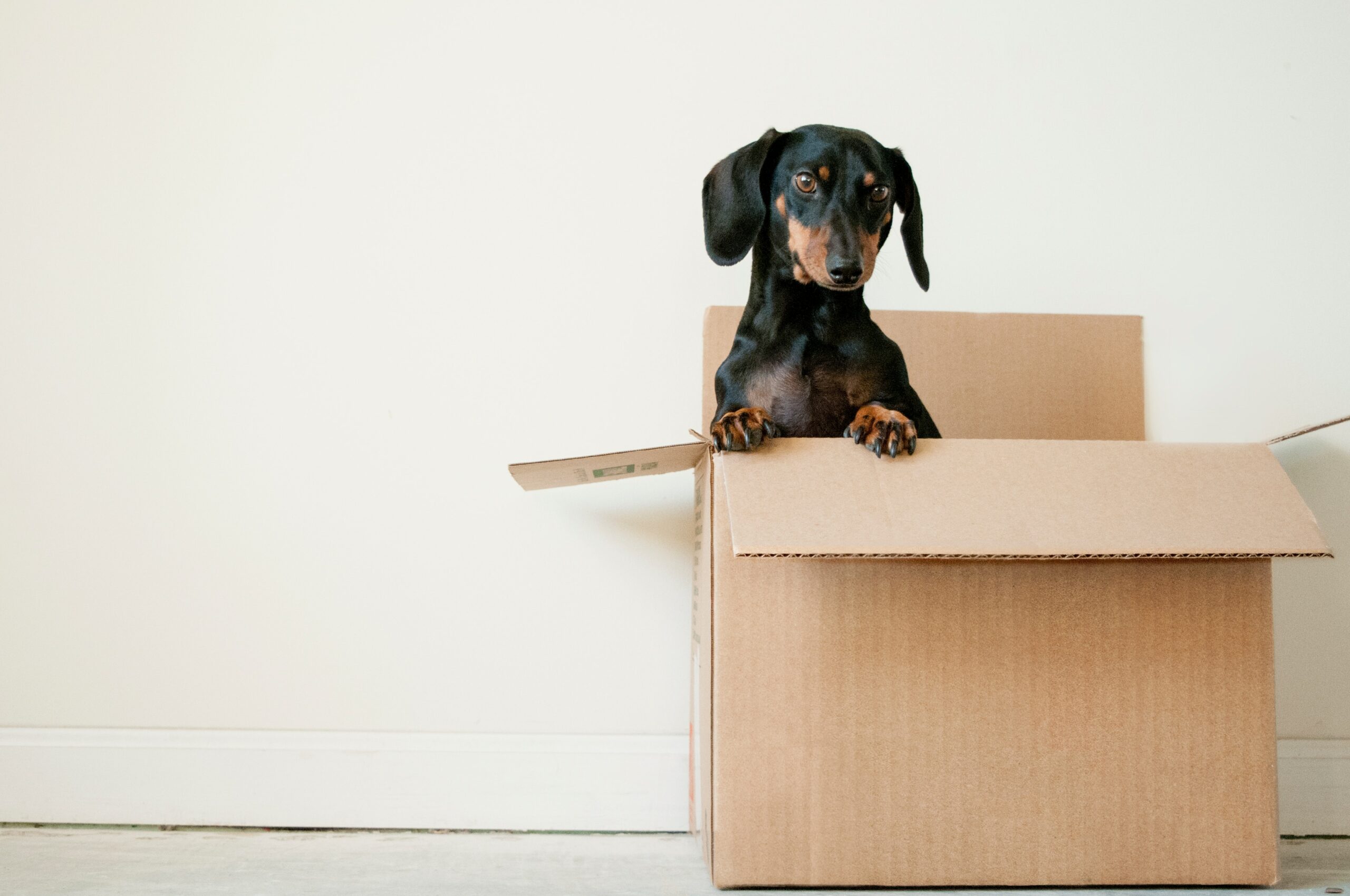 How to Prepare Your Pet for an International Move
