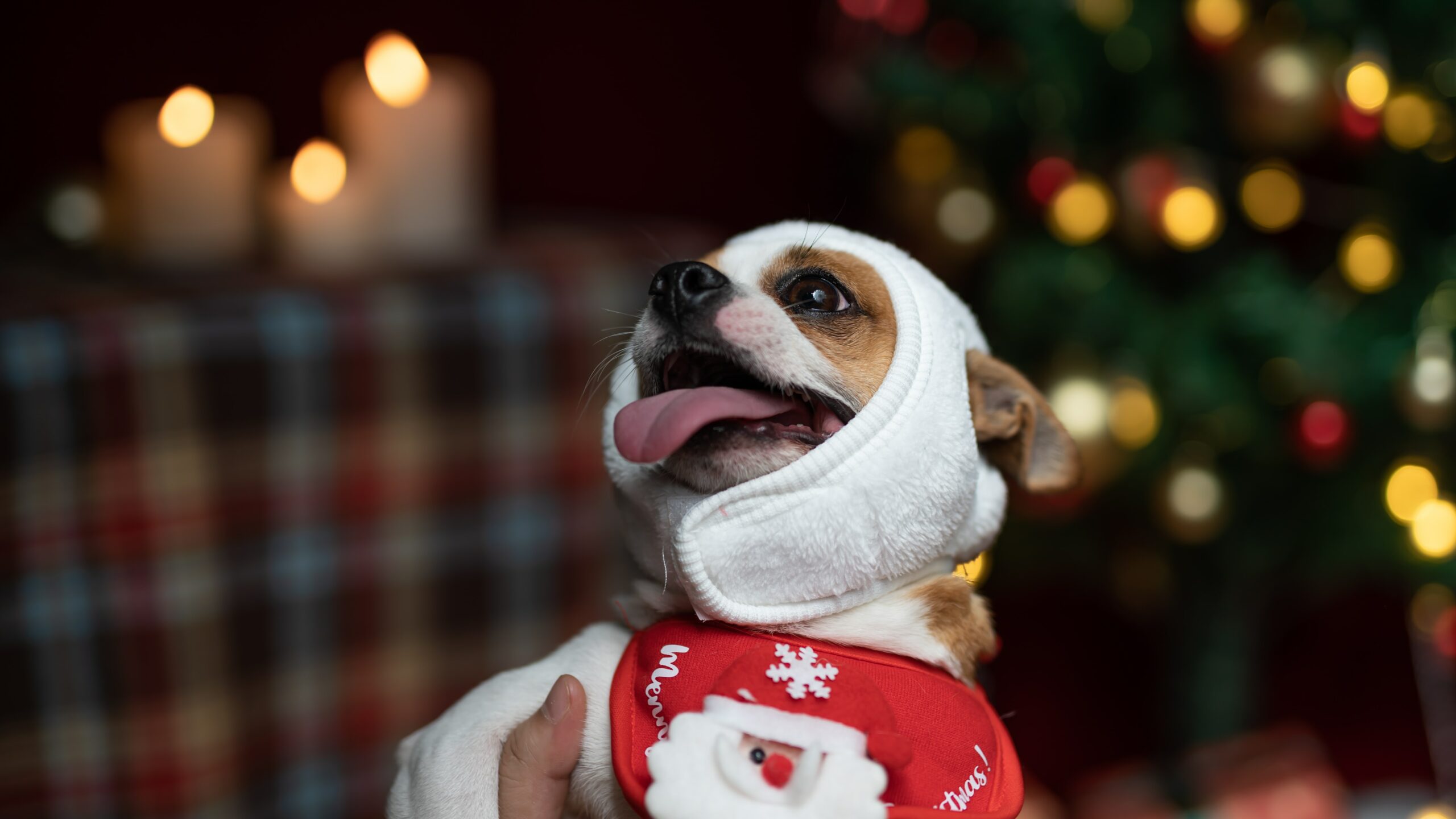 5 Gift Ideas for Your Dog That He Is Sure To Love This Year