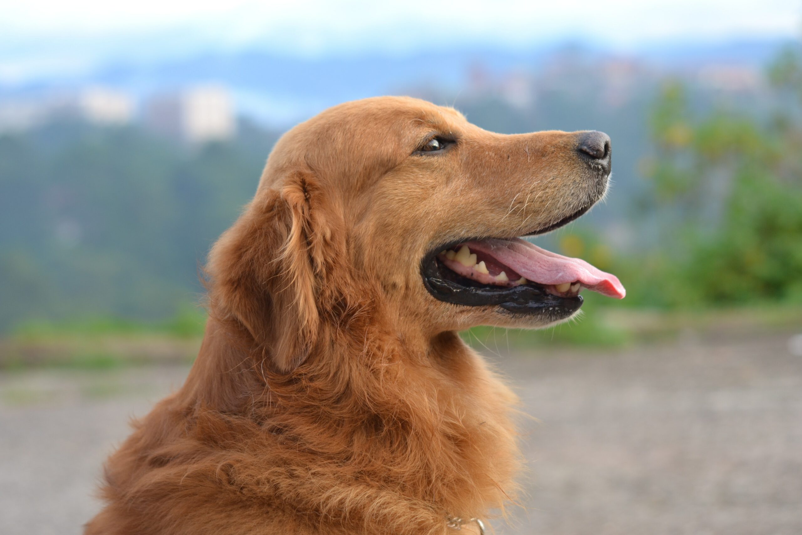 3 Excellent Benefits of Dietary Supplements for Your Dog