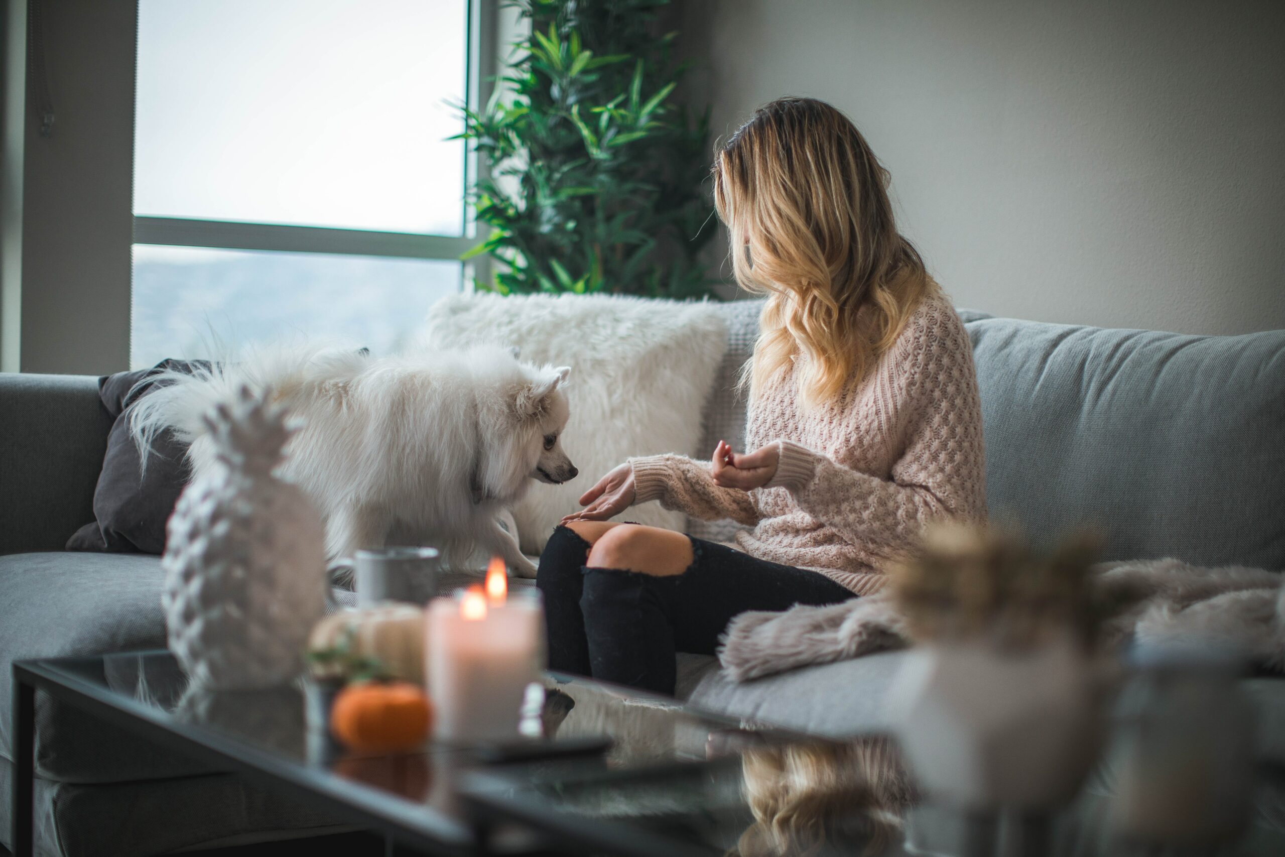 Tips for Finding the Perfect Pet Sitter for the Holidays