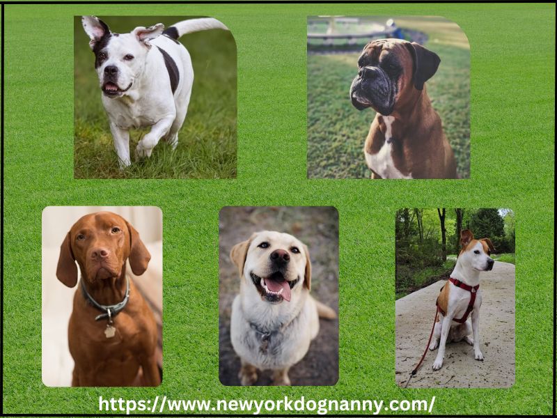 5 Safest Family Dogs