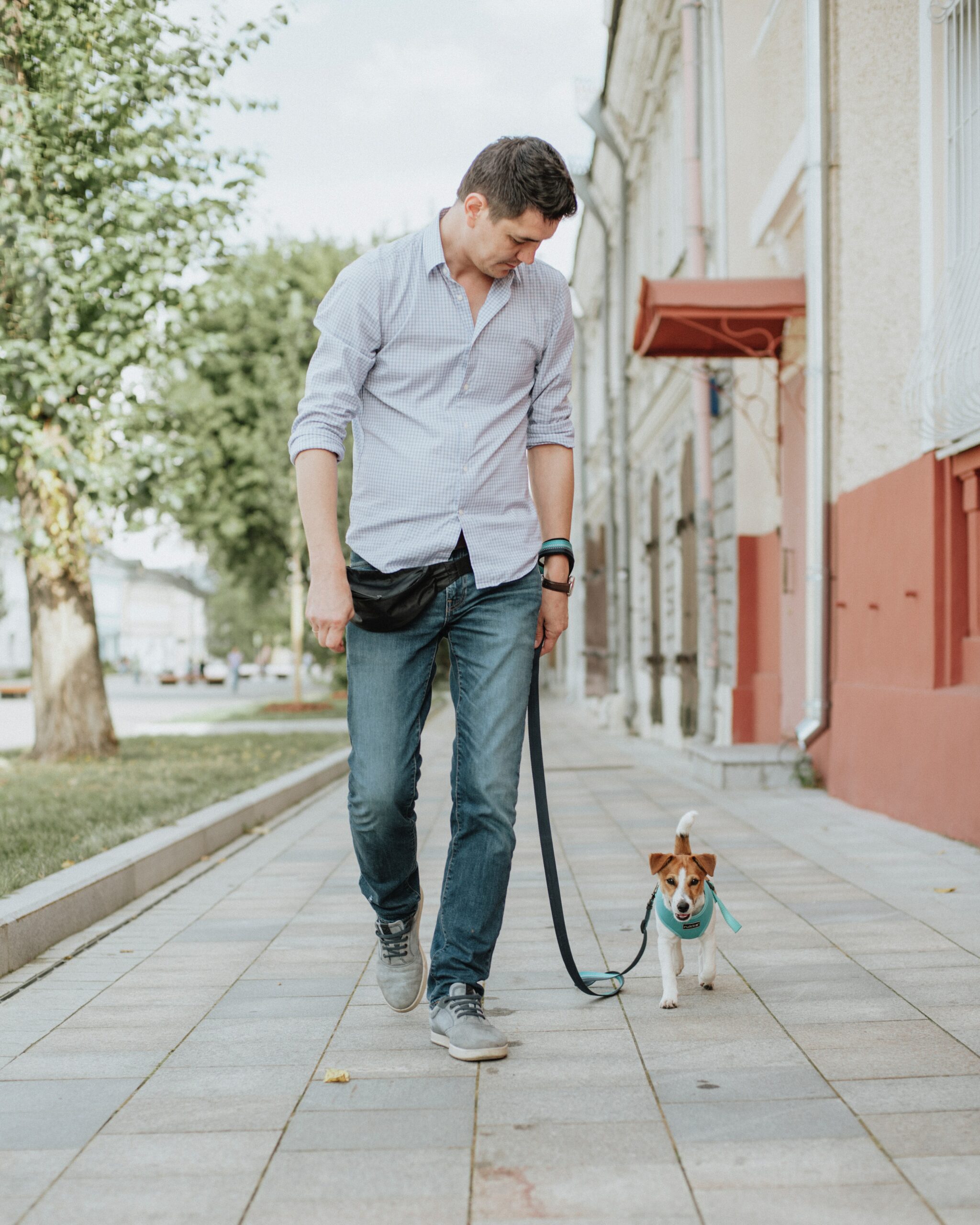 5 Tips You Must Know While Walking Dogs