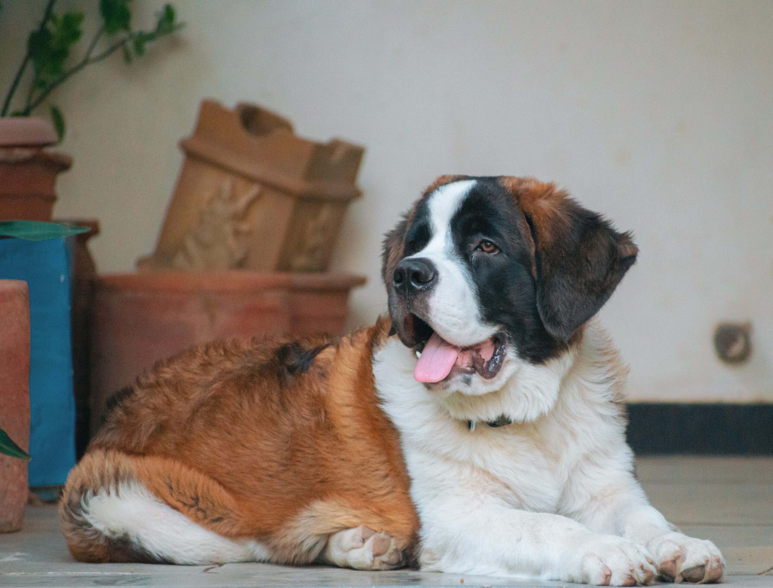 5 Tips for Grooming and Care For a Saint Bernard
