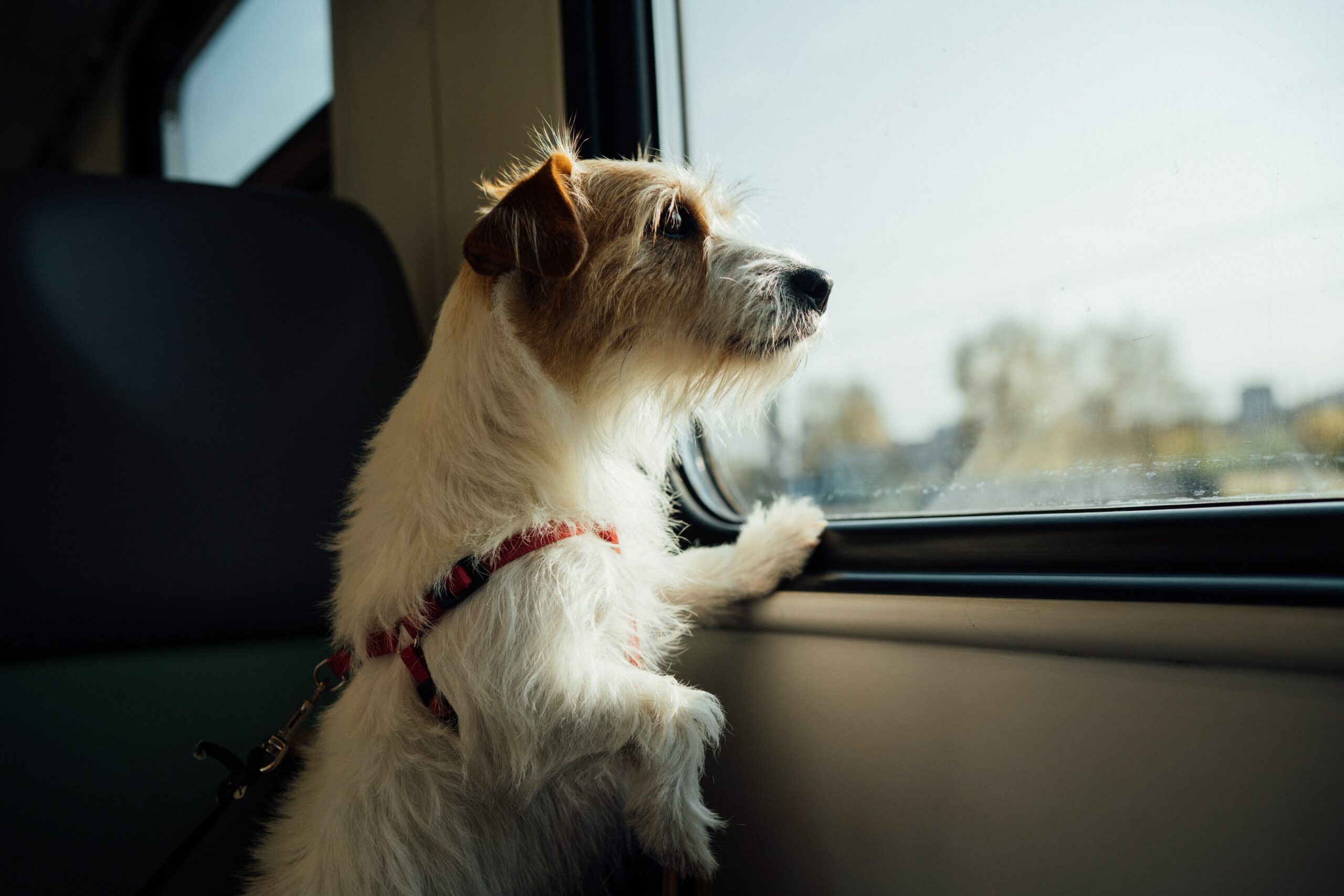 Top 6 Rules For Traveling With Dogs 