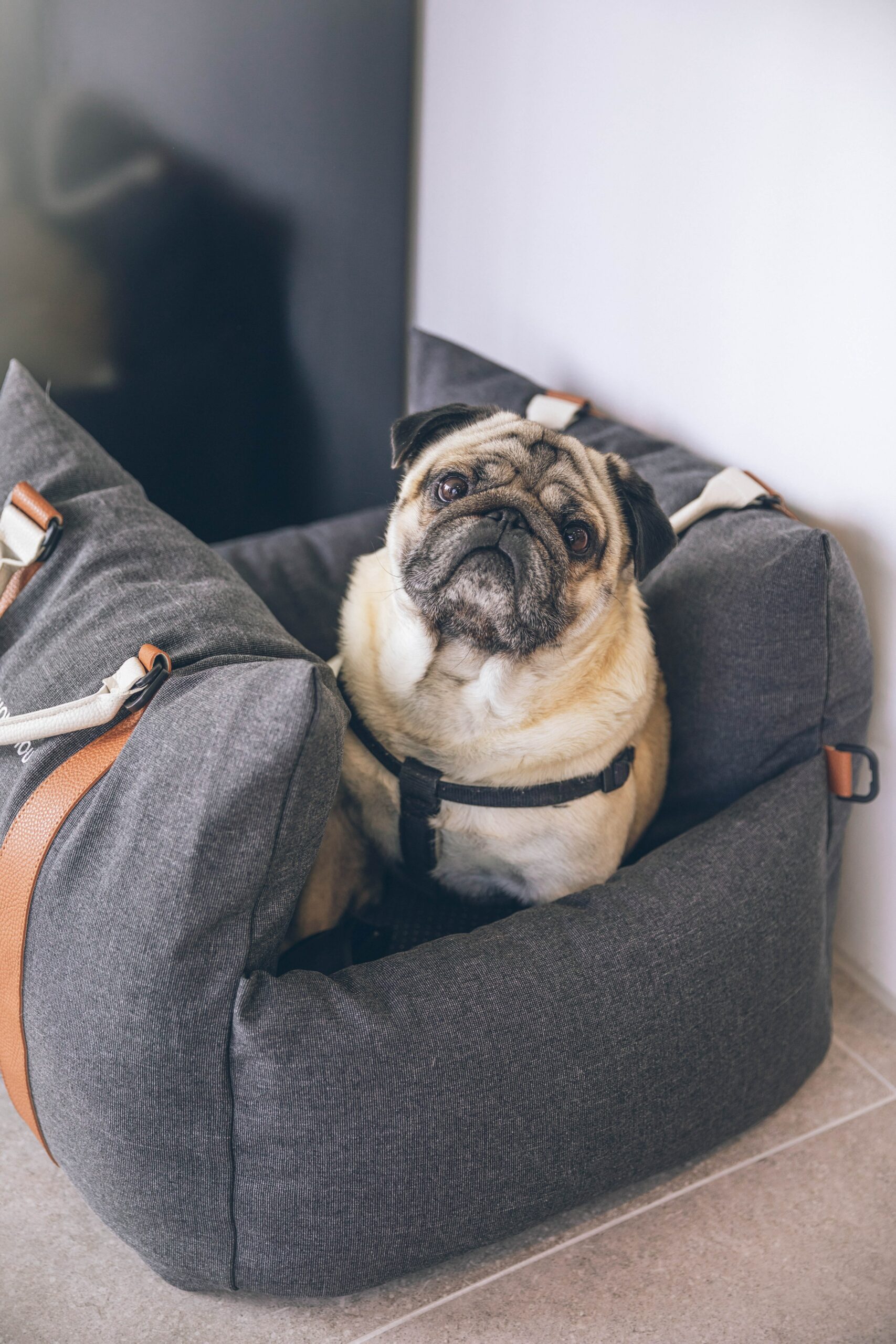 5 Top Tips when Traveling with Pets