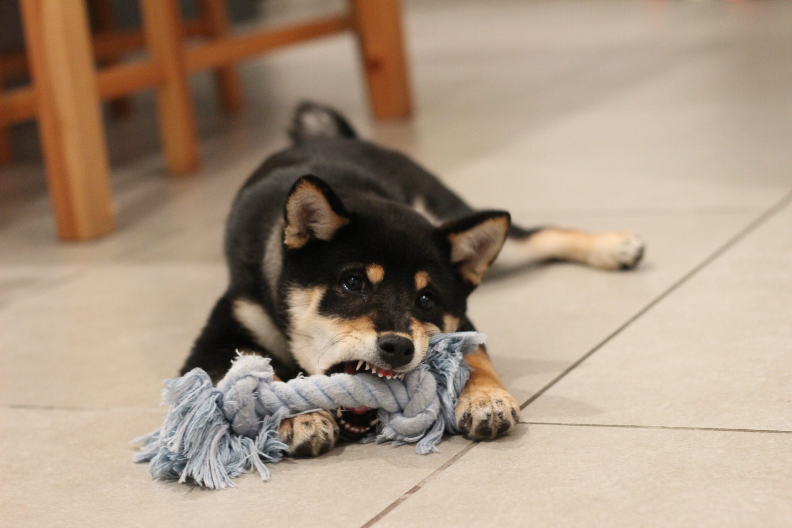 What Types of Toys can Make Dogs Happy?