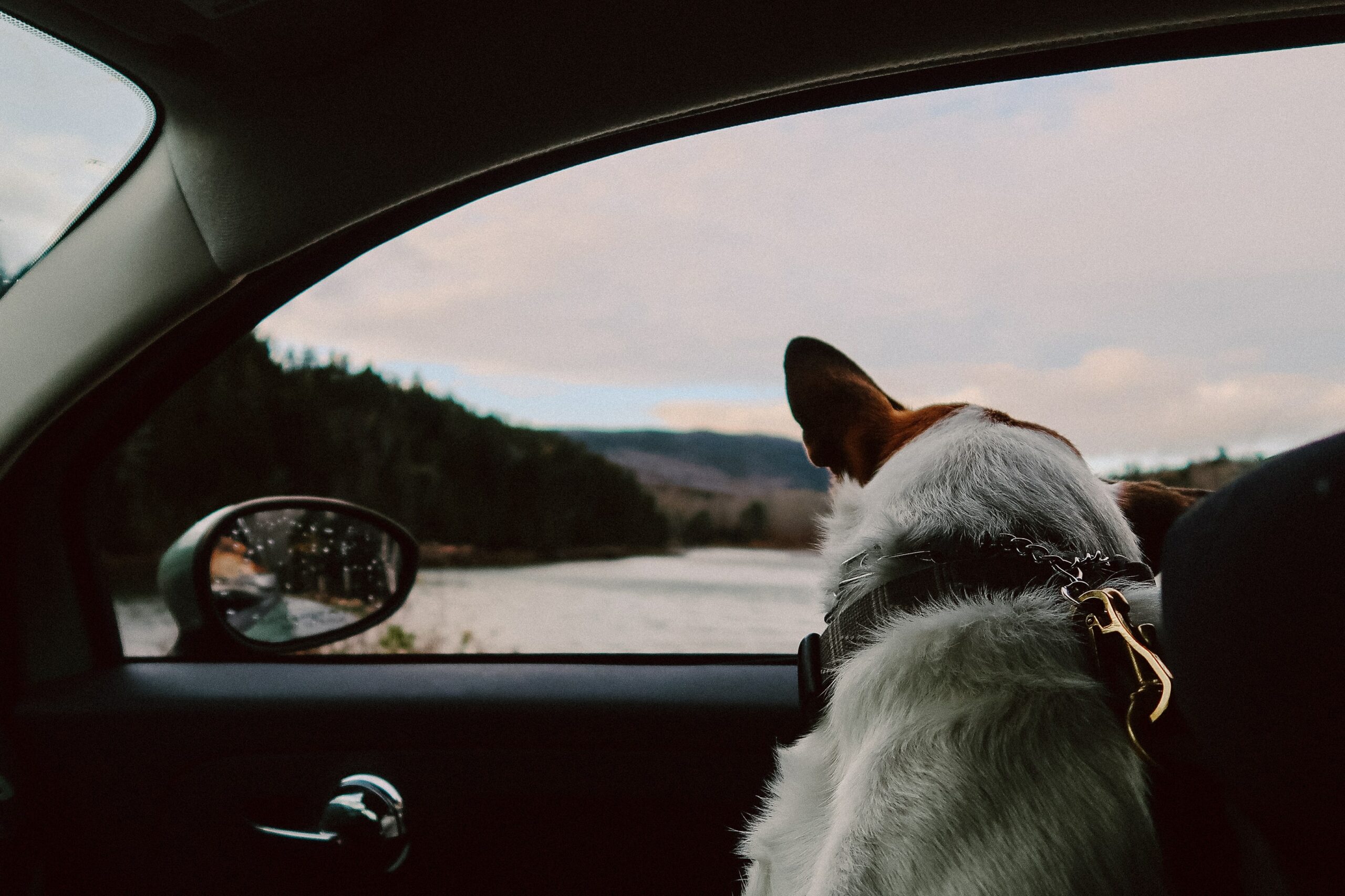 10 Must-Have Items for Traveling with Your Pet